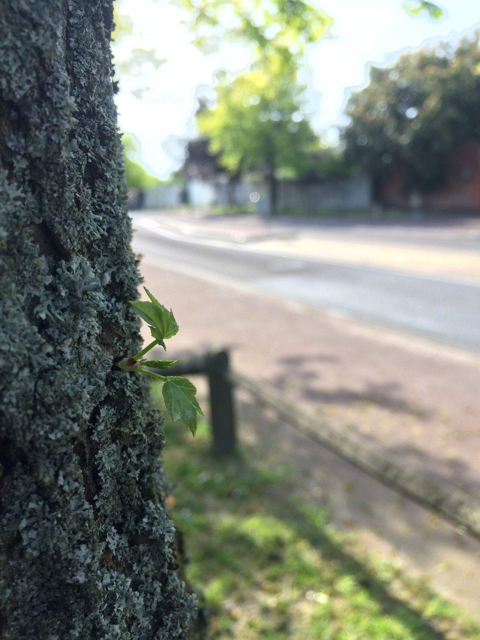 iPhone 5s back camera 4.15mm f/2.2 sample photo. Leaves, life, living foods photography