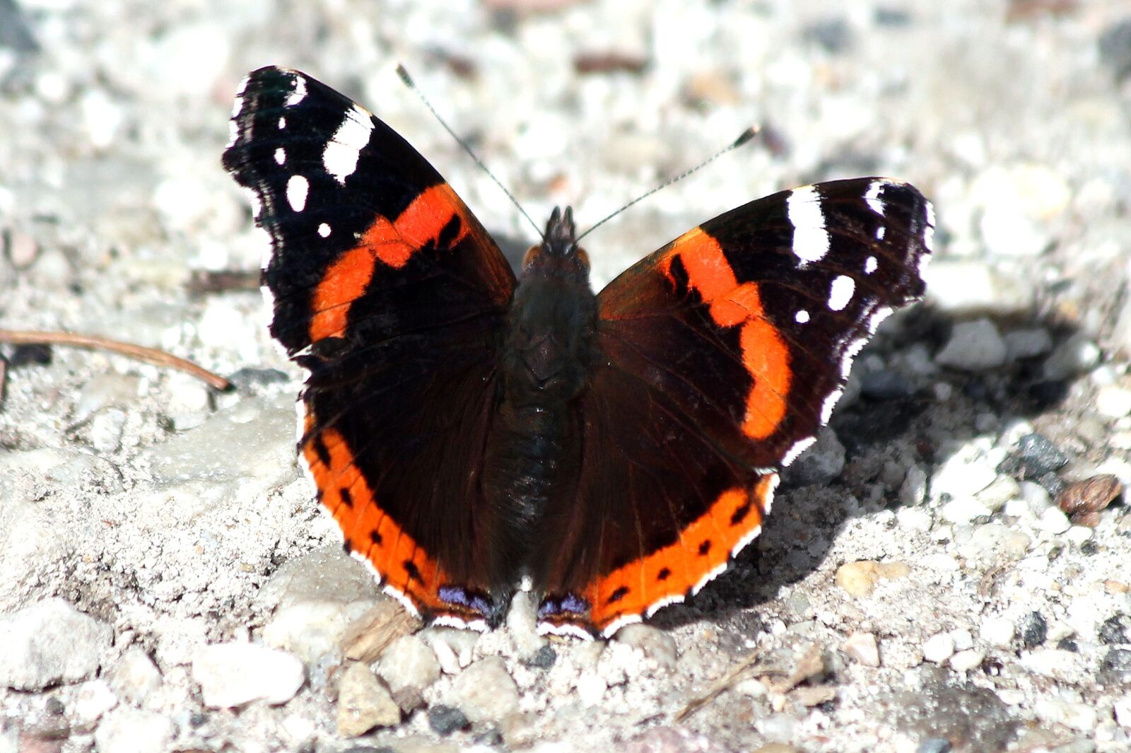 Canon EF 70-300mm F4-5.6 IS USM sample photo. Butterfly, red, insect photography