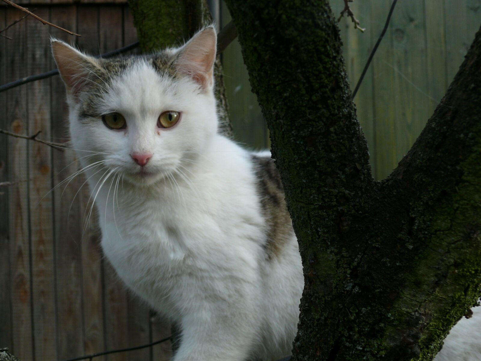 Panasonic DMC-FZ50 sample photo. Cat, tree, animal photography