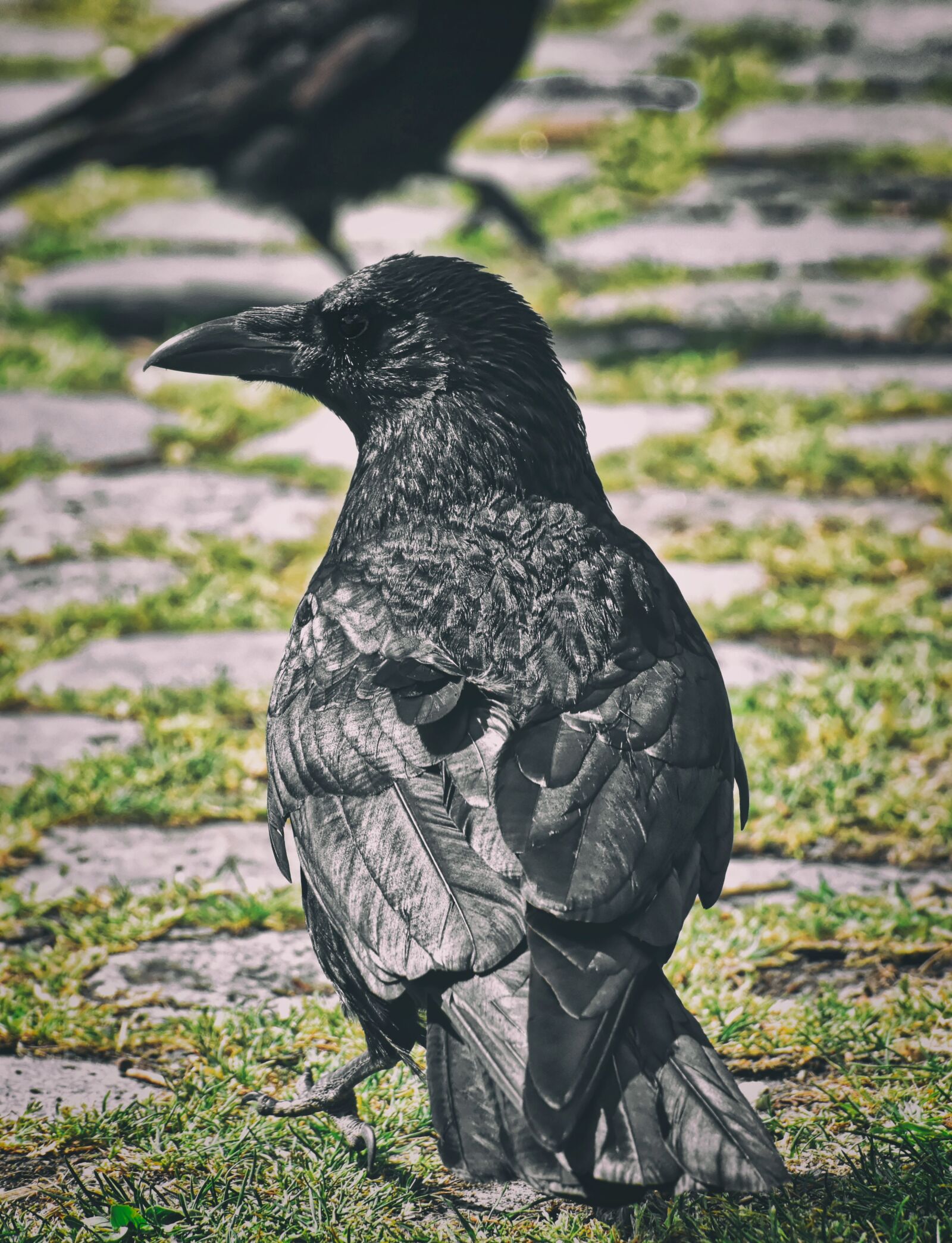 Nikon D7200 sample photo. Crow, raven bird, raven photography