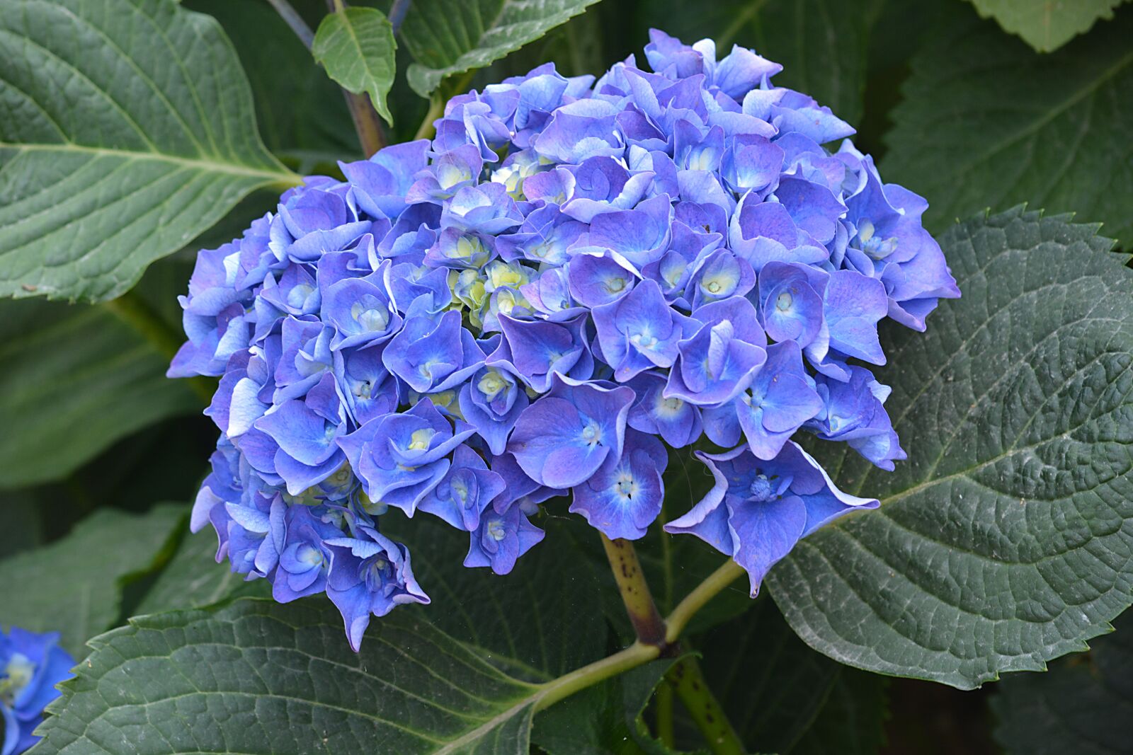 Nikon D5200 sample photo. Hydrangea, flower, violet photography