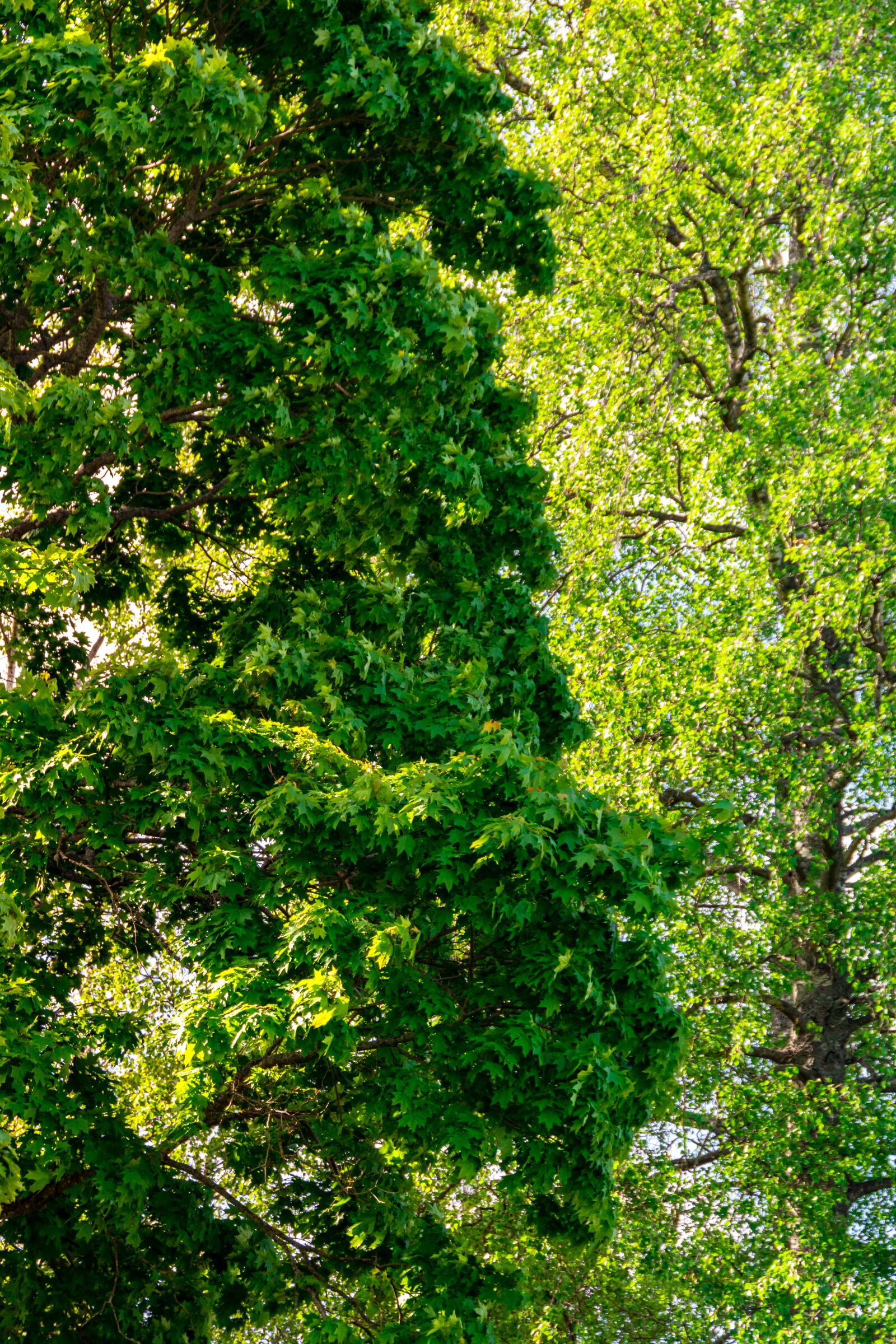 Nikon D5600 sample photo. Trees, plants, green photography