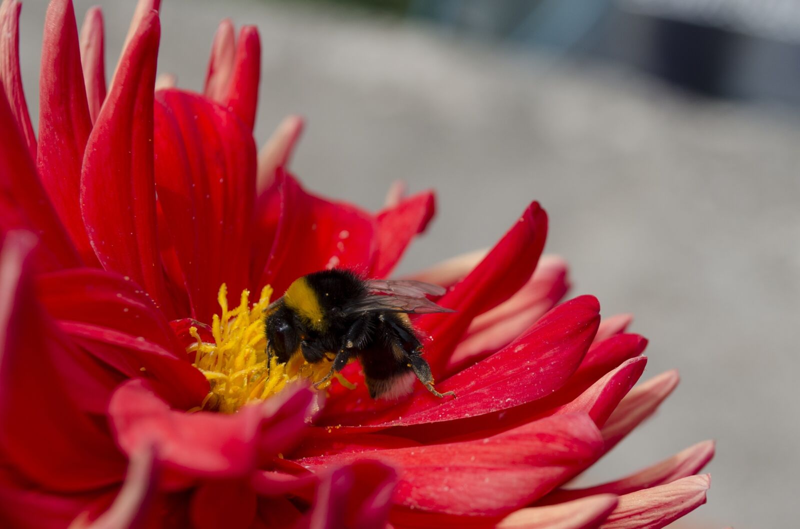 Nikon D5100 sample photo. Bee, flower, great photography