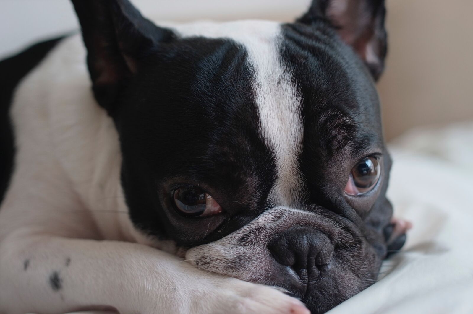 Ricoh GXR A12 + GR Lens A12 50mm F2.5 Macro sample photo. Frenchie, french bulldog, dog photography