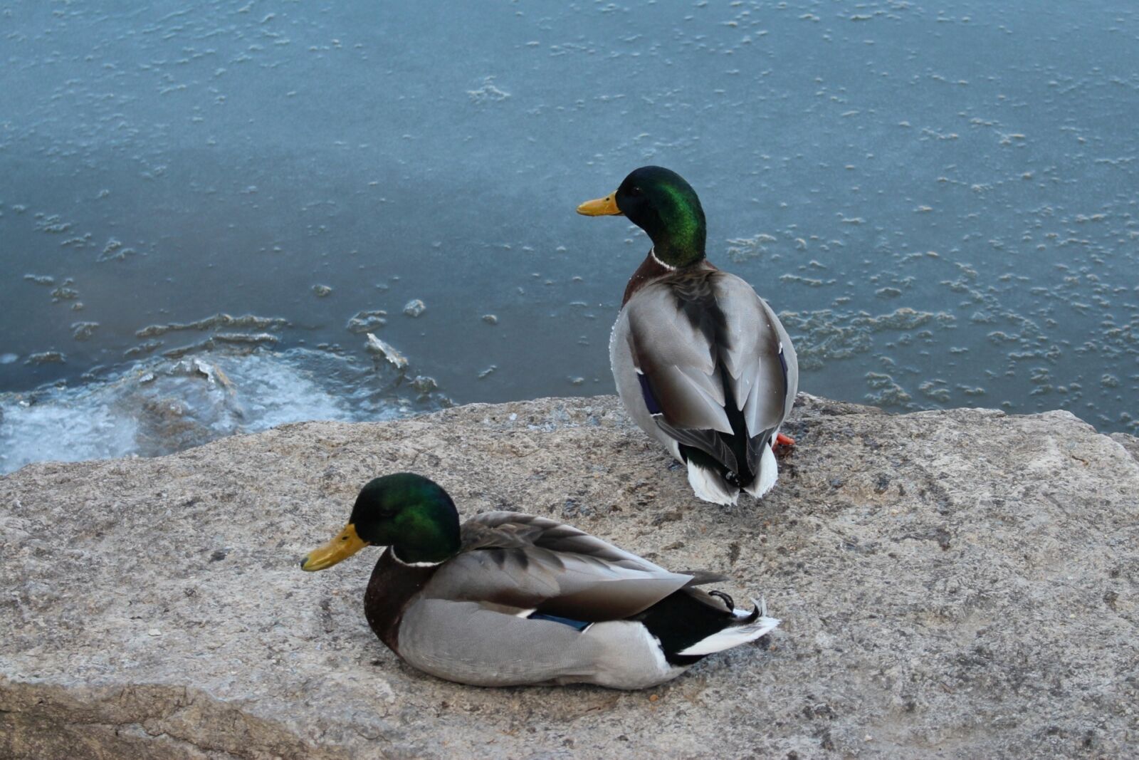 Canon EOS 700D (EOS Rebel T5i / EOS Kiss X7i) sample photo. Fauna, wild birds, mallard photography