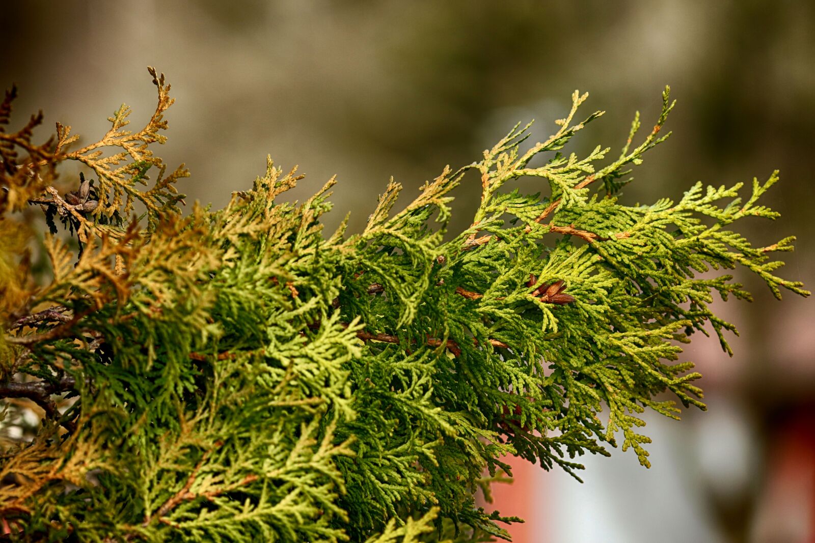 Canon EOS 7D Mark II + Canon EF 135mm F2L USM sample photo. Nature, flora, tree photography