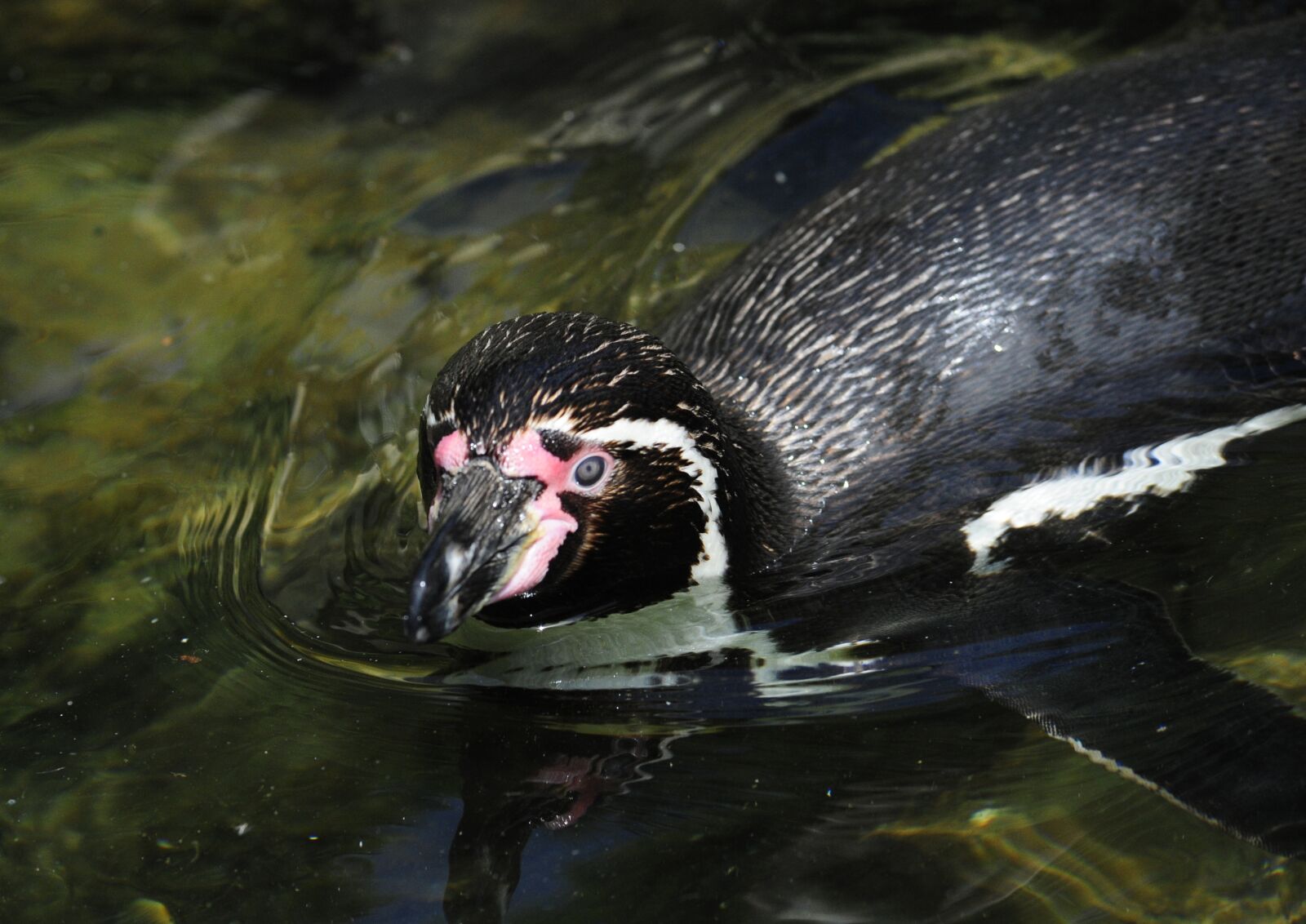 Nikon D700 sample photo. Penguin, humboldt penguin, bird photography