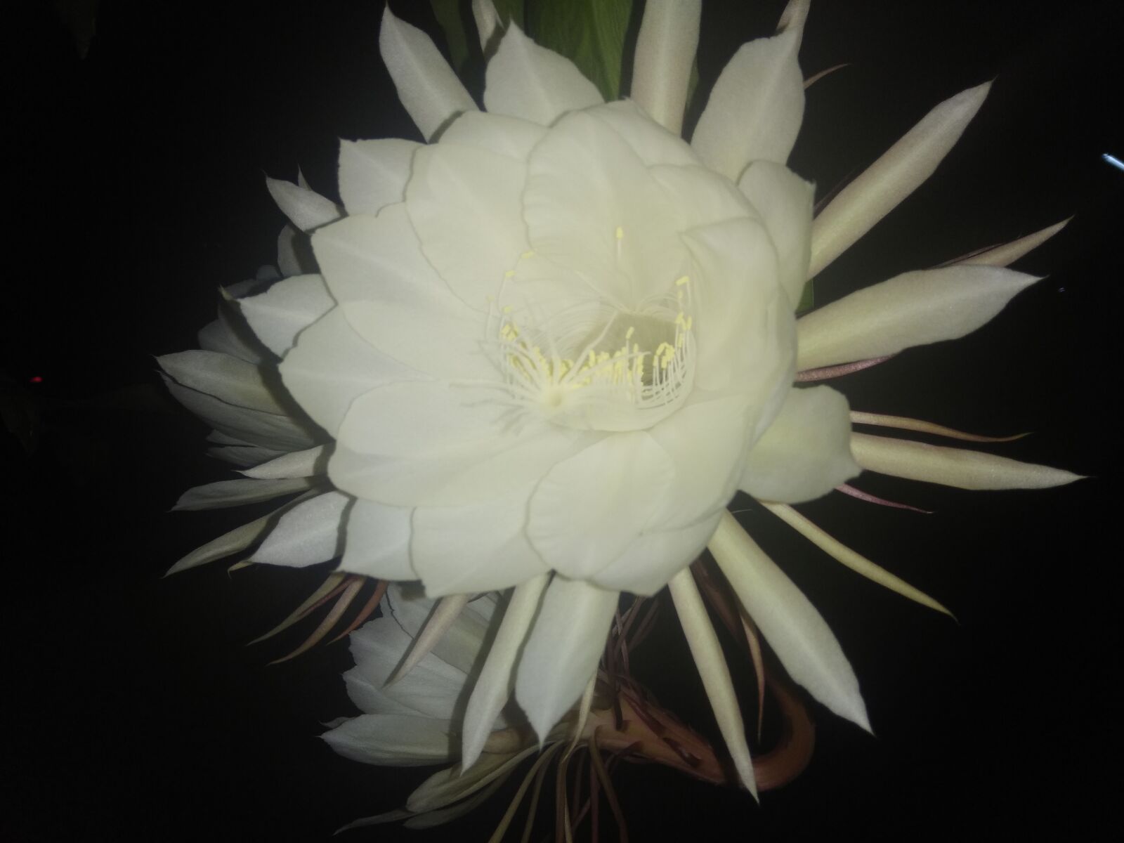 Xiaomi Redmi Note 4 sample photo. Nature, night flowering, blossom photography