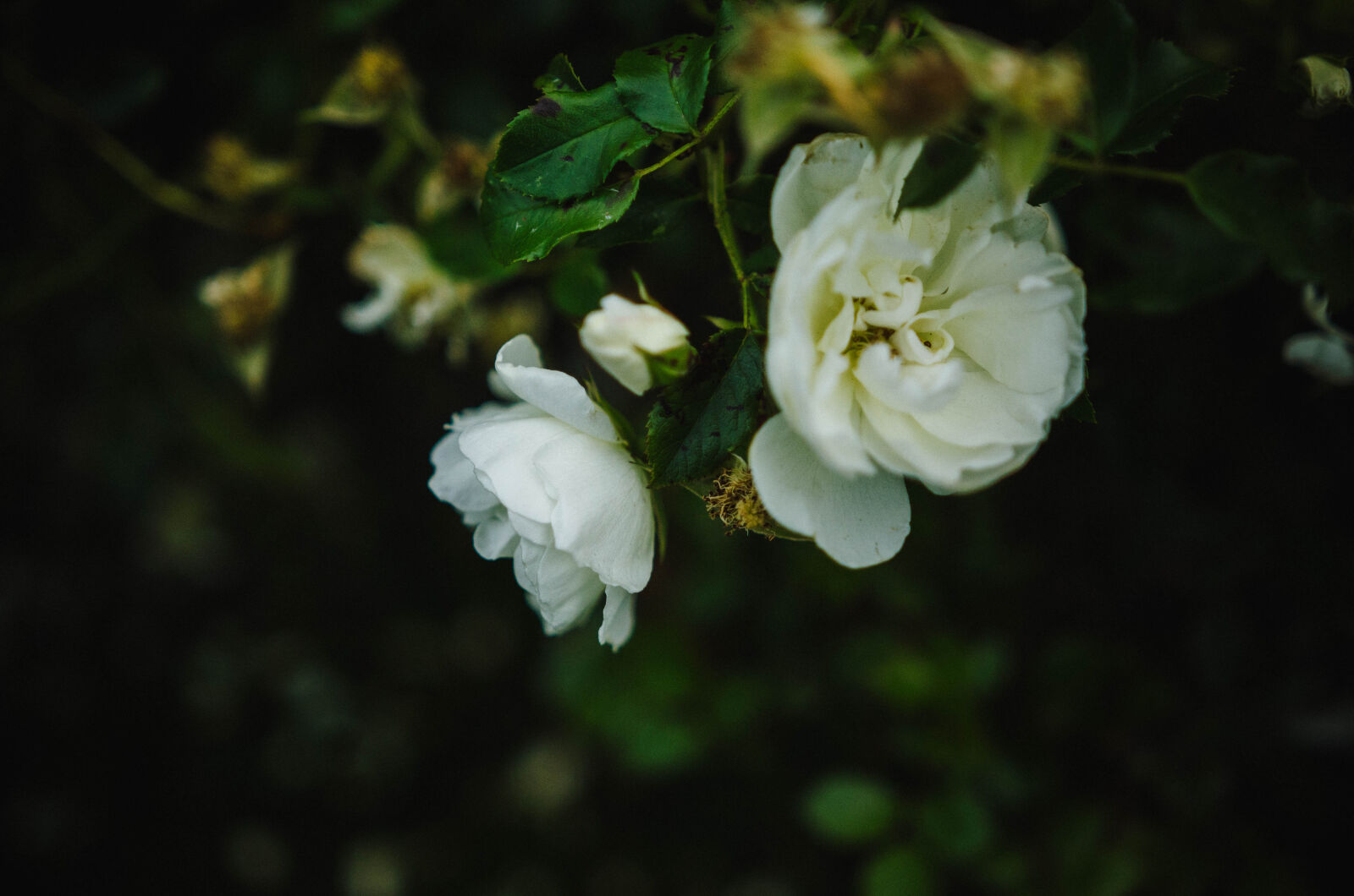 Nikon D5100 + Sigma 18-35mm F1.8 DC HSM Art sample photo. Flower, rose photography