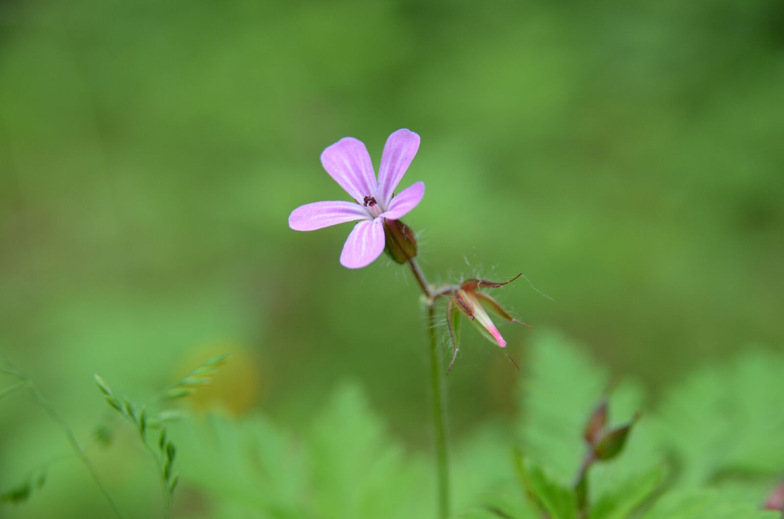Nikon D5100 sample photo. Cranesbill, blossom, bloom photography