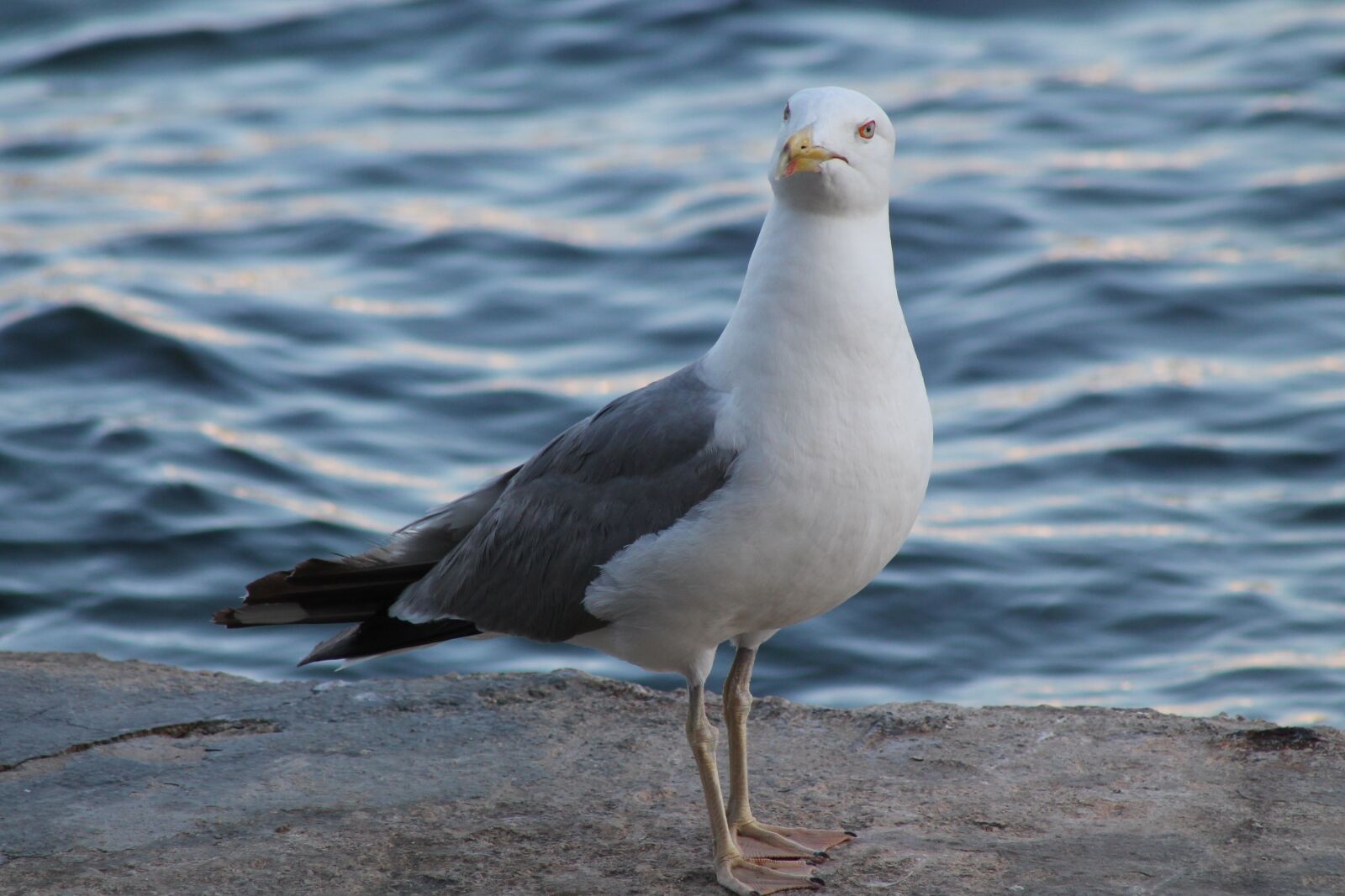 Canon EF75-300mm f/4-5.6 sample photo. Seagull, animal water bird photography