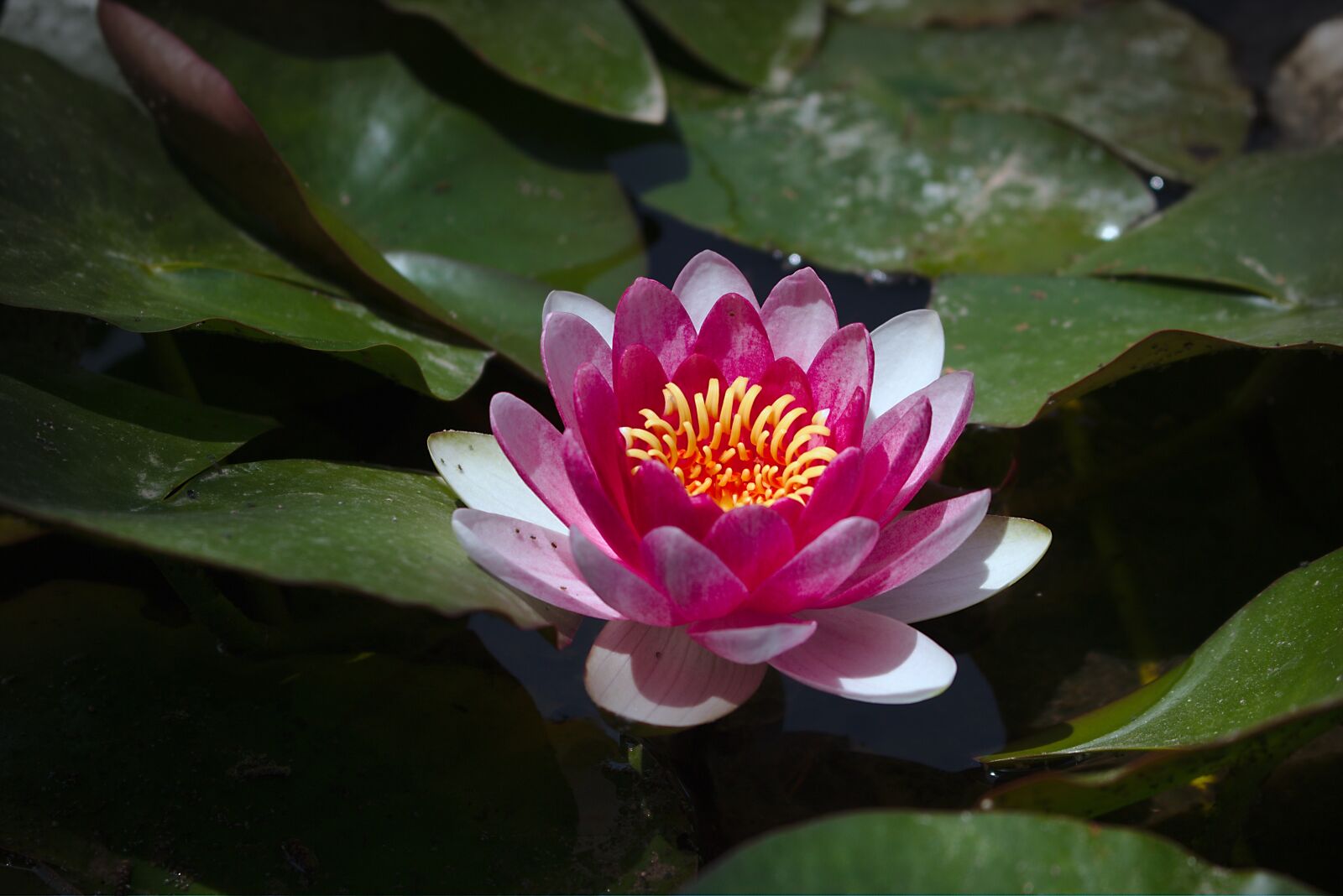 Canon EOS 70D + Canon EF-S 18-55mm F3.5-5.6 IS STM sample photo. Lotus, lily, water lily photography