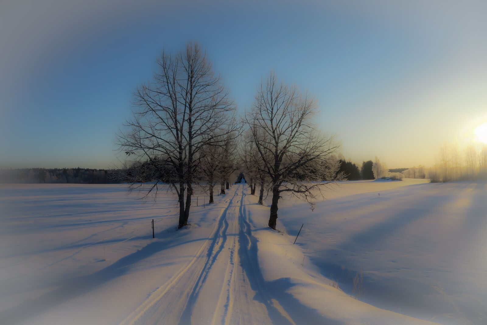 Canon PowerShot G7 X sample photo. Winter, tree, snow photography