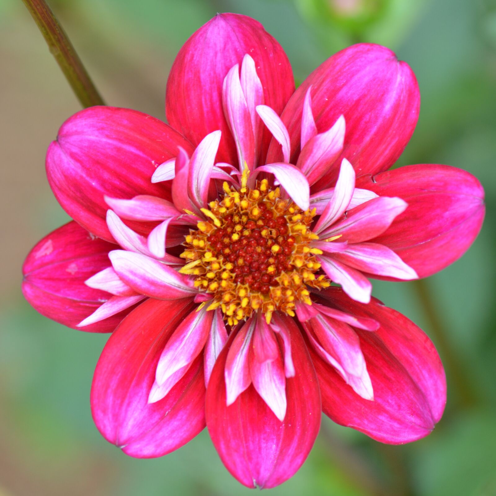Nikon D5200 sample photo. Flower, nature, dahlia photography