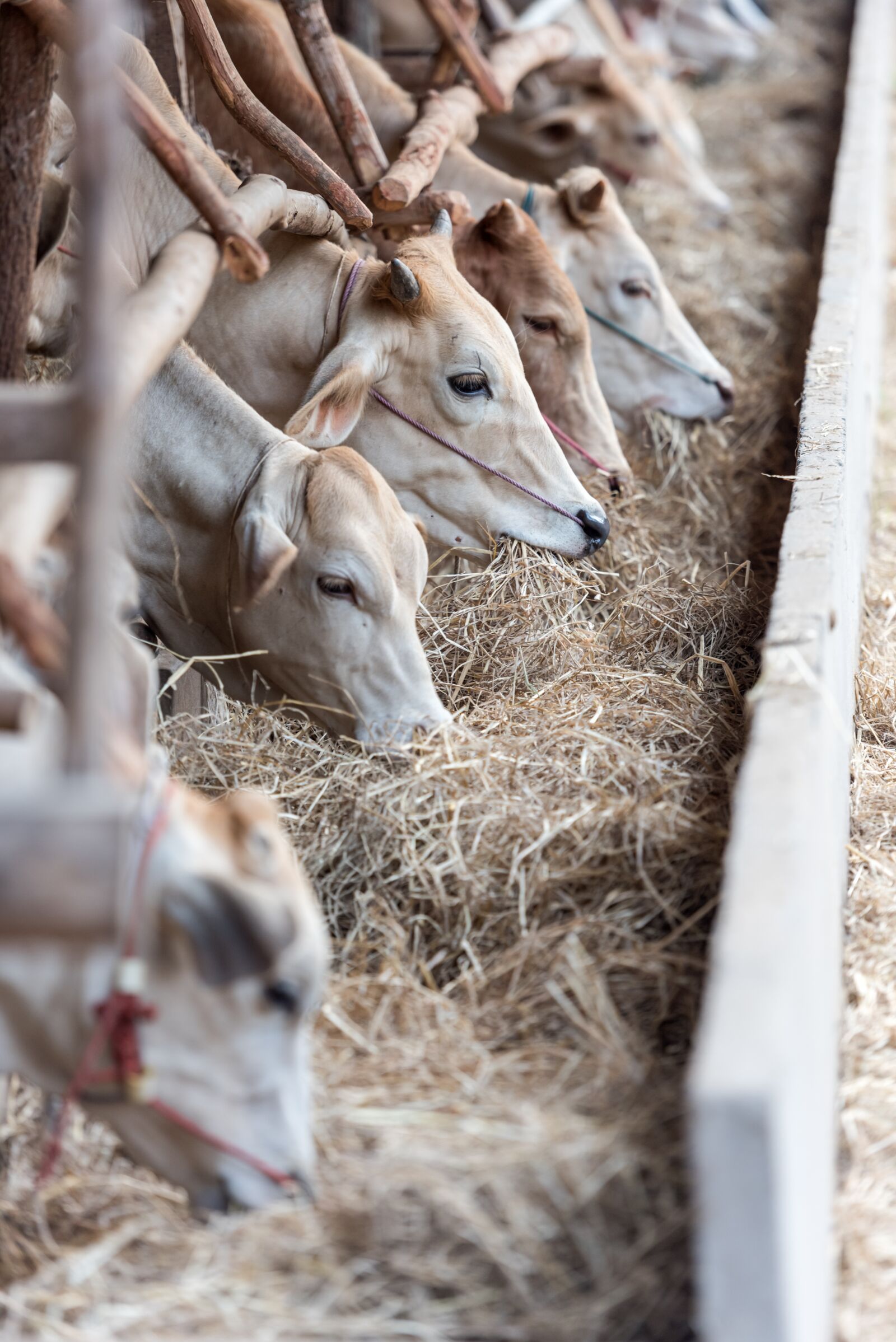 Nikon D810 sample photo. Livestock, cows, cattle photography
