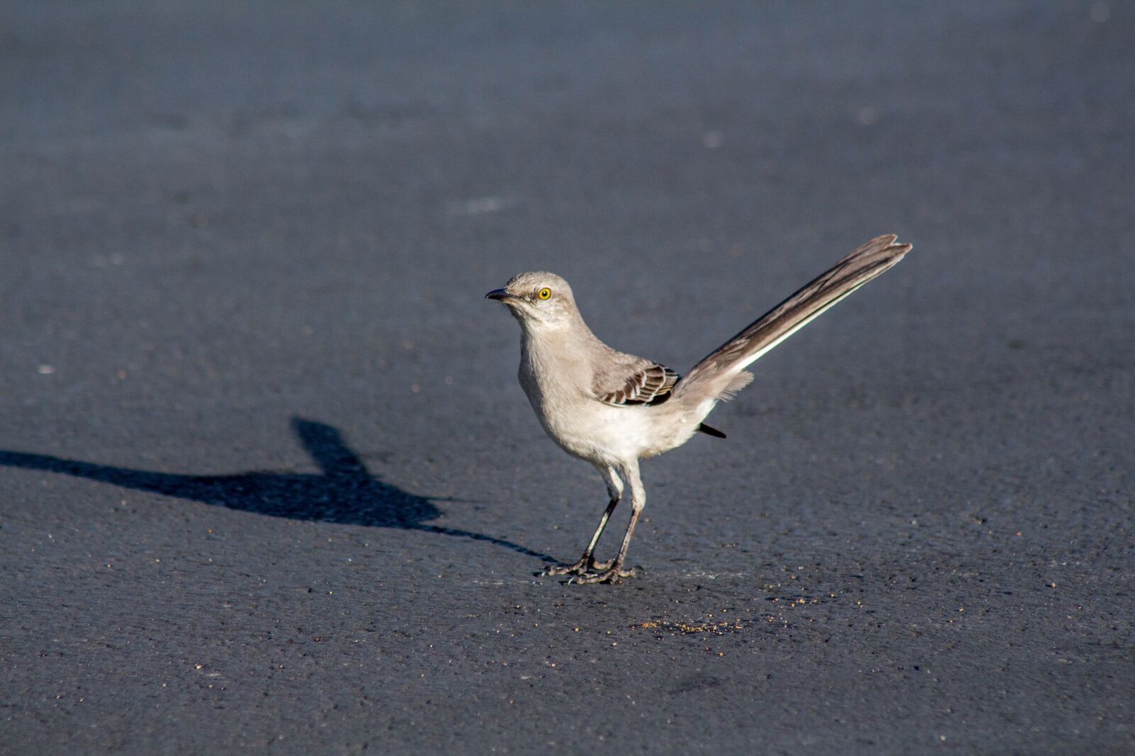Canon EF 75-300mm f/4-5.6 USM sample photo. Bird, wildlife, nature photography