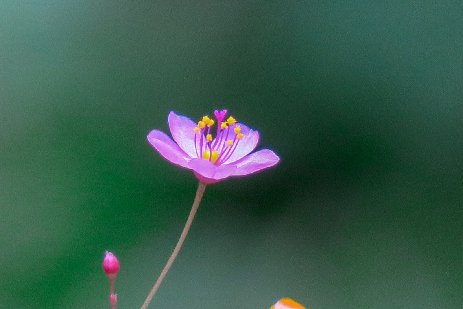 Canon PowerShot G3 X sample photo. Human participants, nature, flower photography