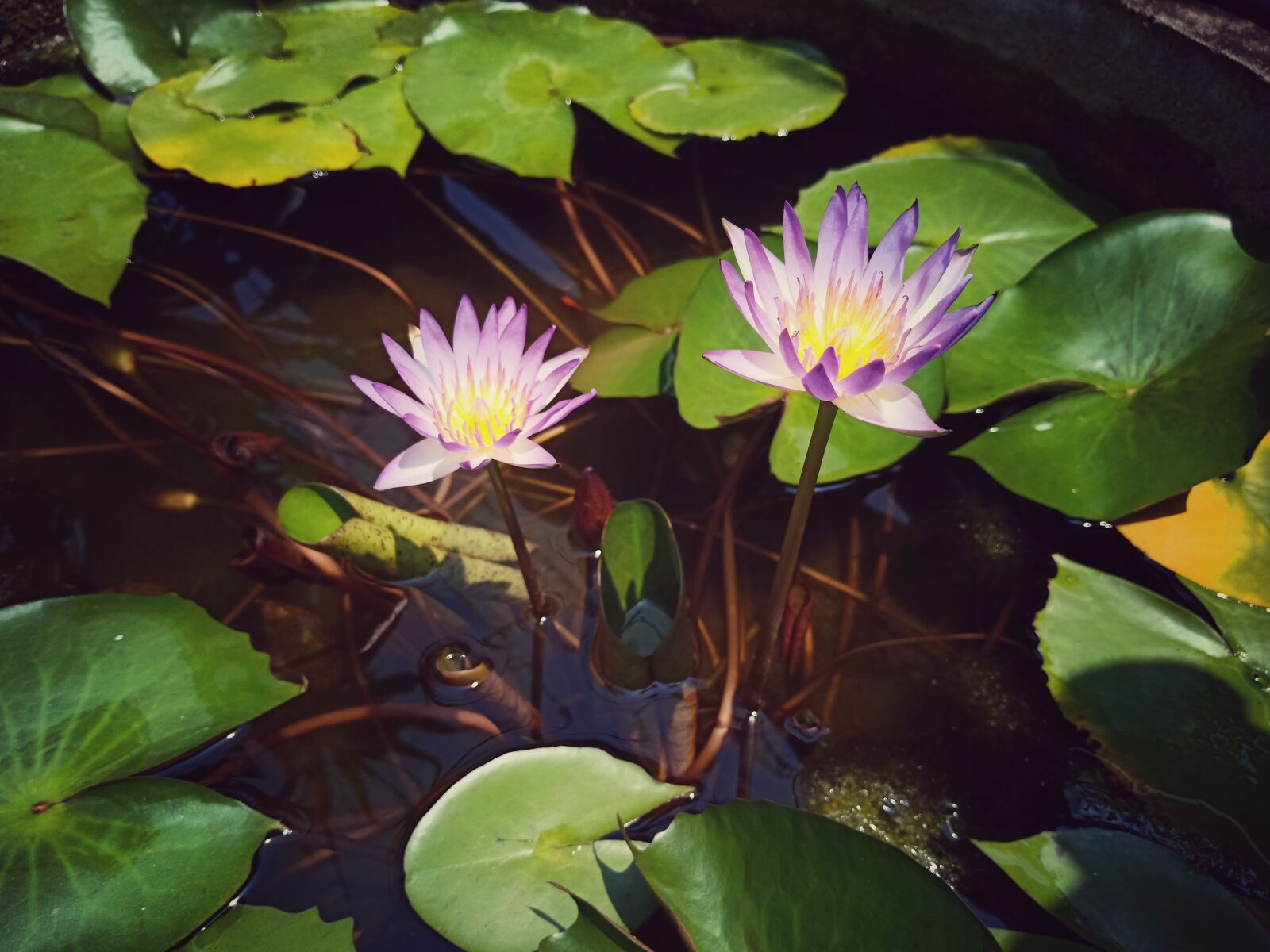 OPPO F9 sample photo. Lotus, blossom, nature photography