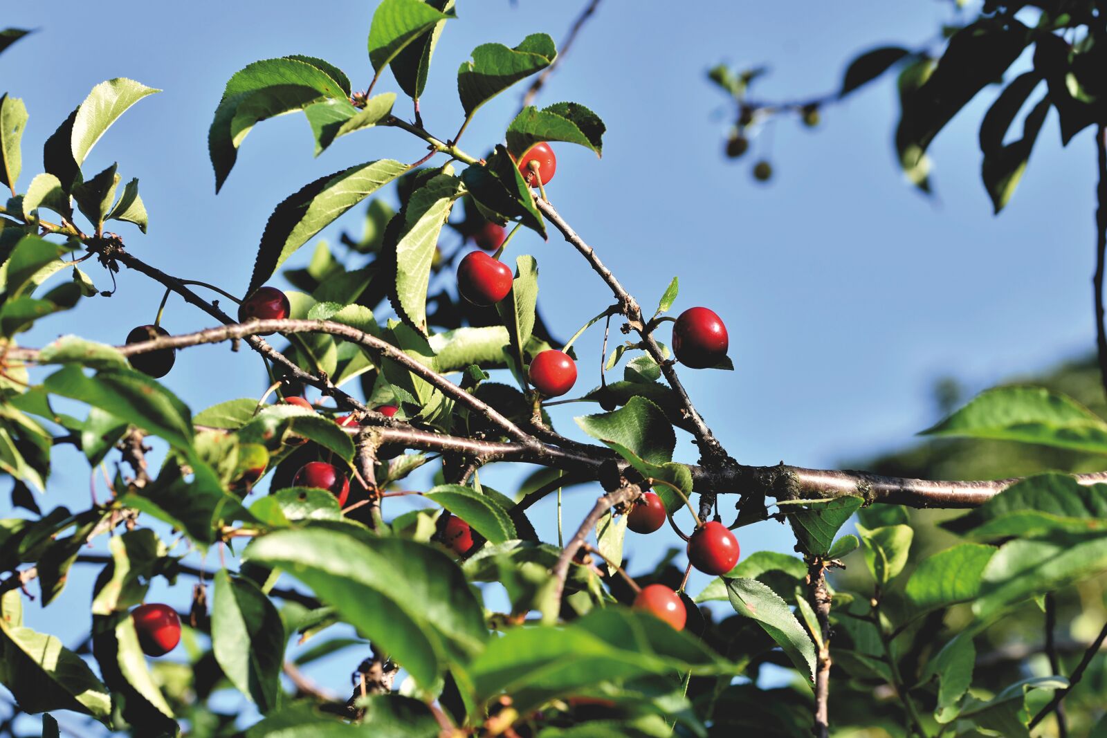 Nikon D7200 sample photo. Cherry tree, cherries, fruit photography