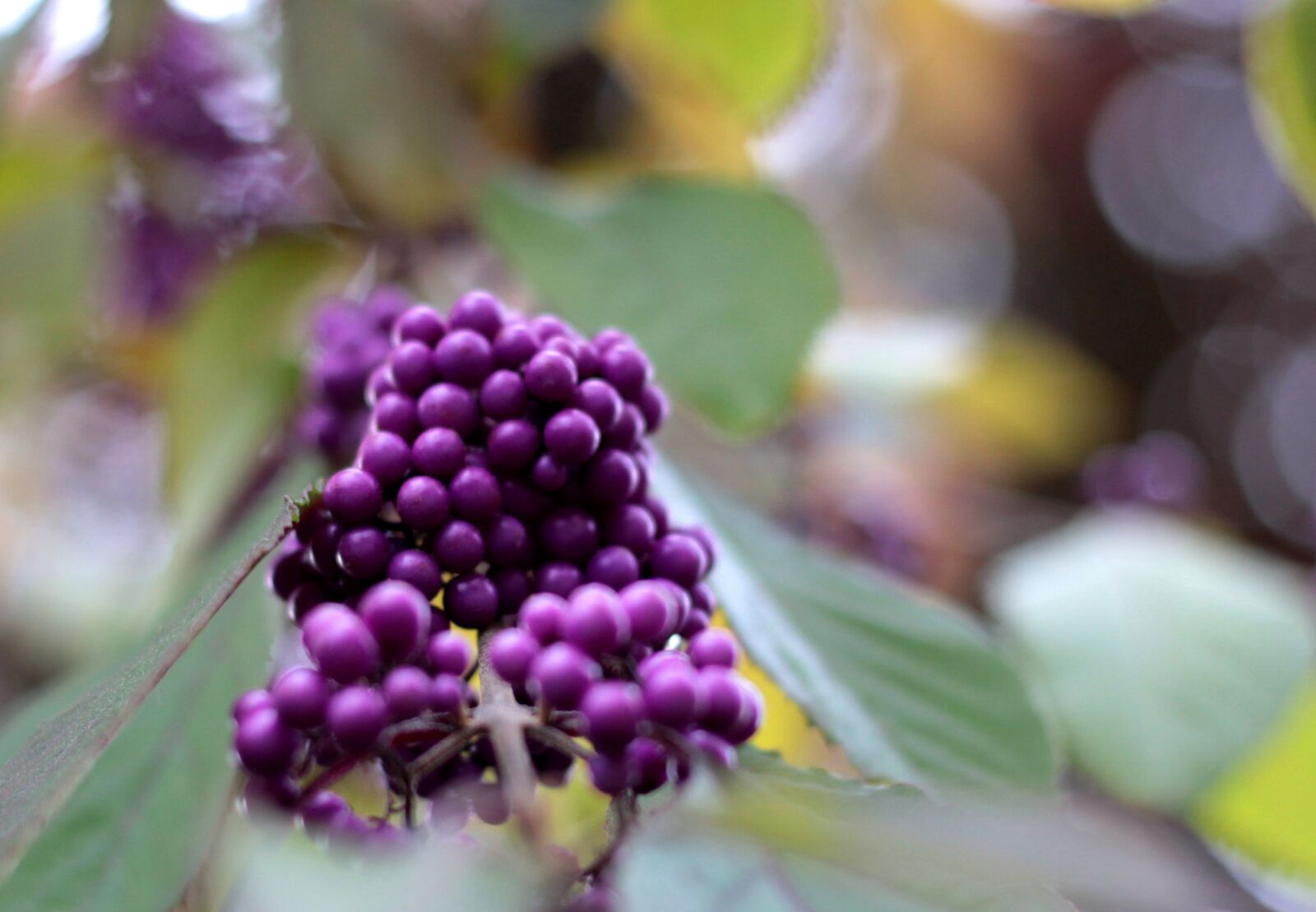 Canon EOS 600D (Rebel EOS T3i / EOS Kiss X5) sample photo. Callicarpa bodinieri 'profusion, clean photography