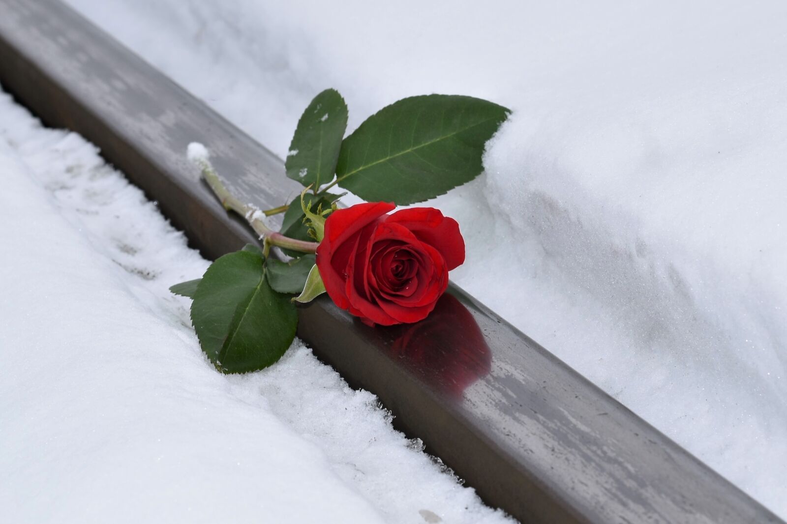 Nikon D5600 sample photo. Red rose, lost love photography