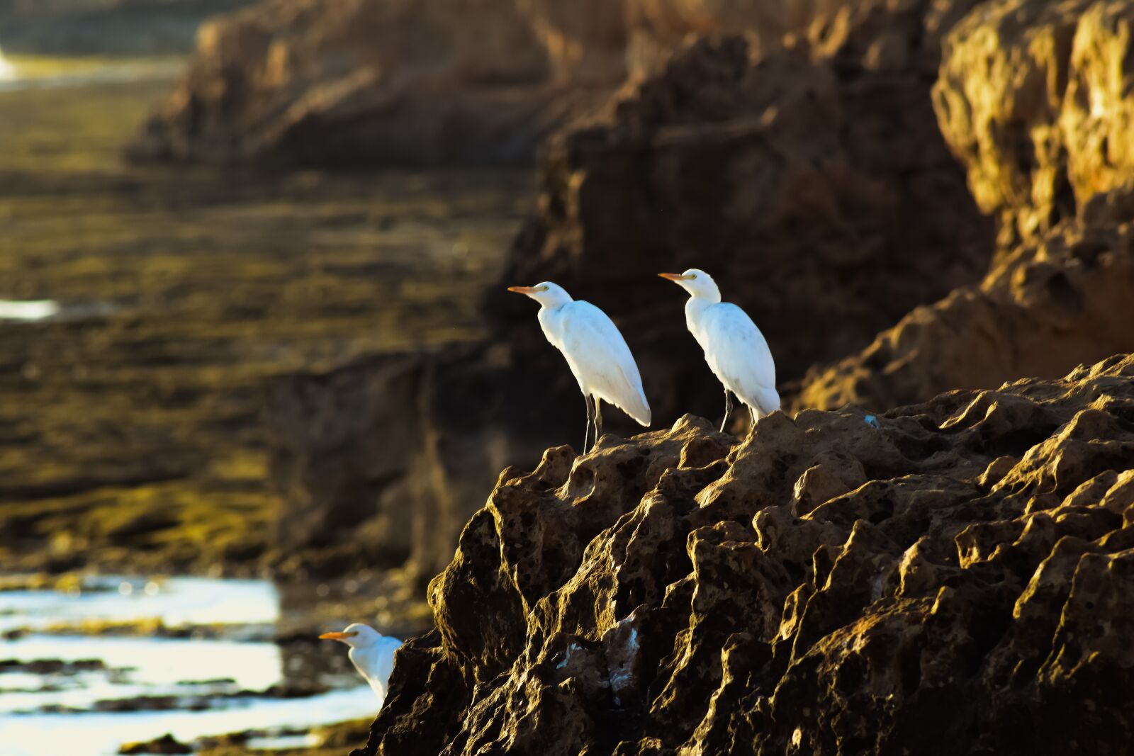 Nikon D3300 sample photo. Sea birds, rock, nature photography