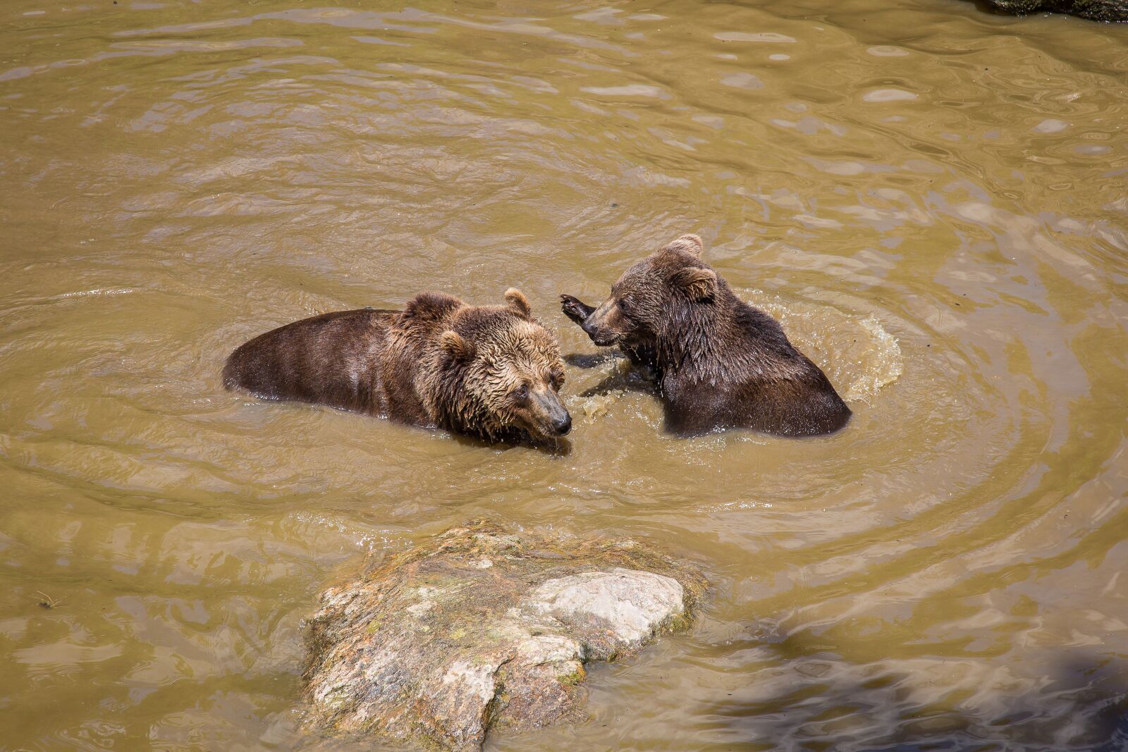 Canon EF 24-105mm F4L IS USM sample photo. Bear, brown bear, national photography