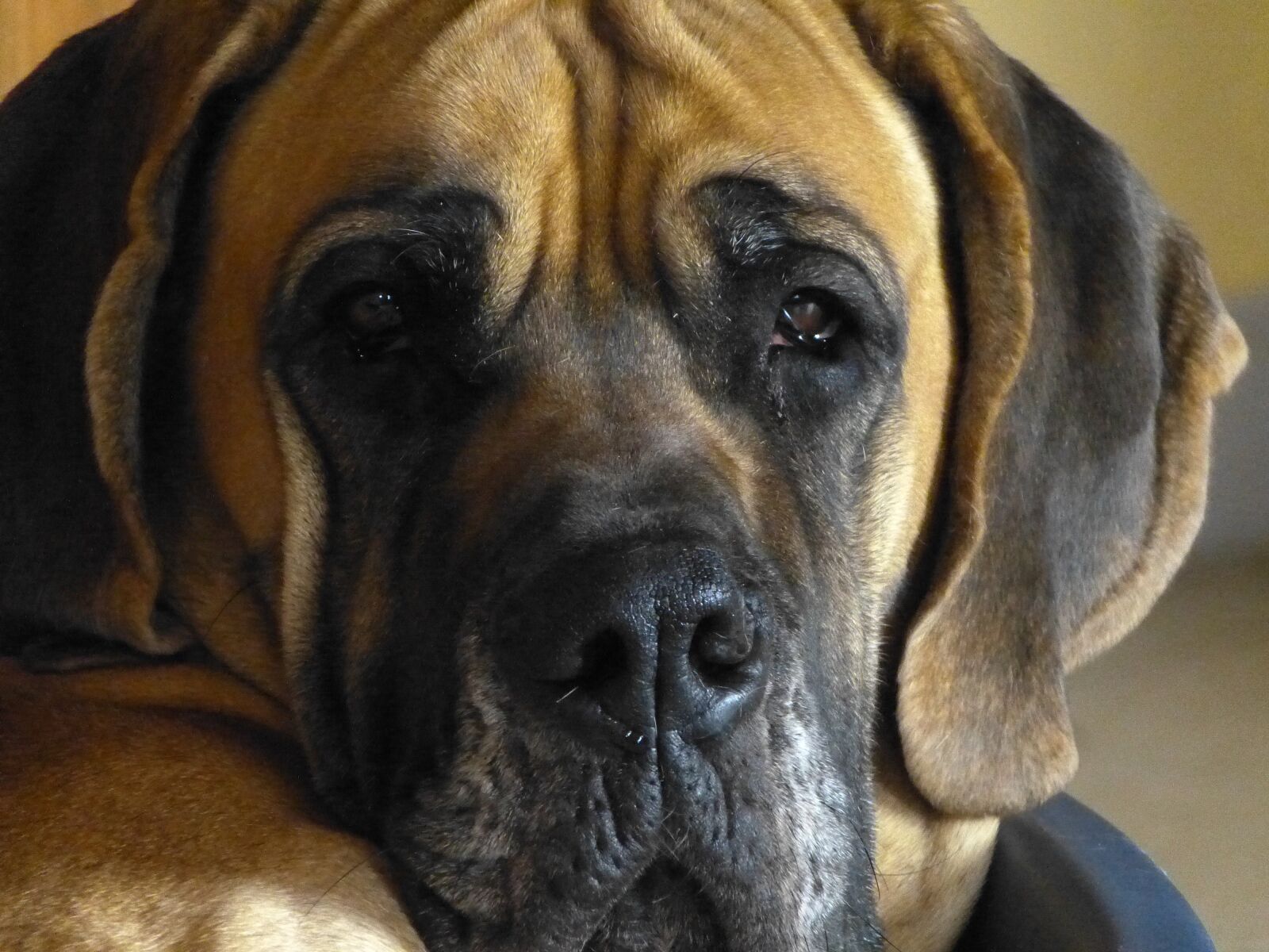 Panasonic Lumix DMC-FZ150 sample photo. Dog, great dane, pet photography