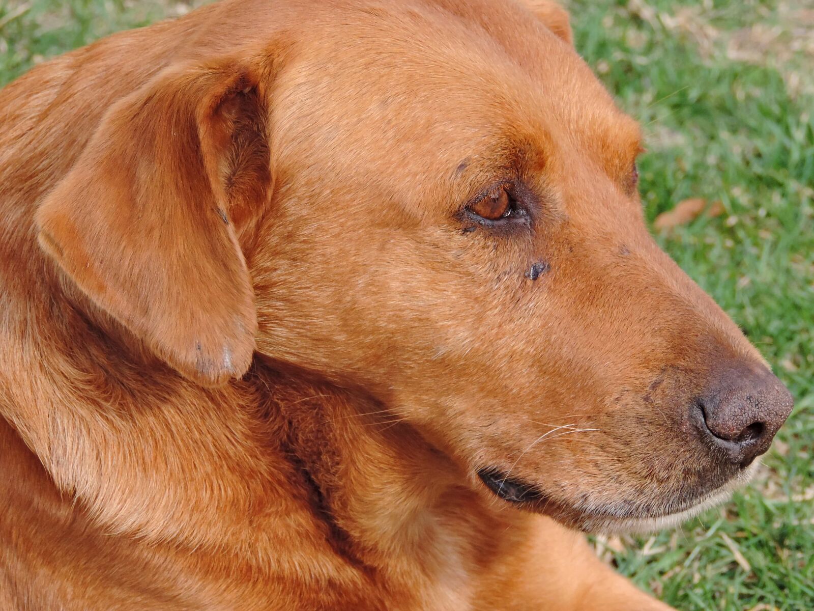 Nikon Coolpix P520 sample photo. Light brown, portrait, purebred photography