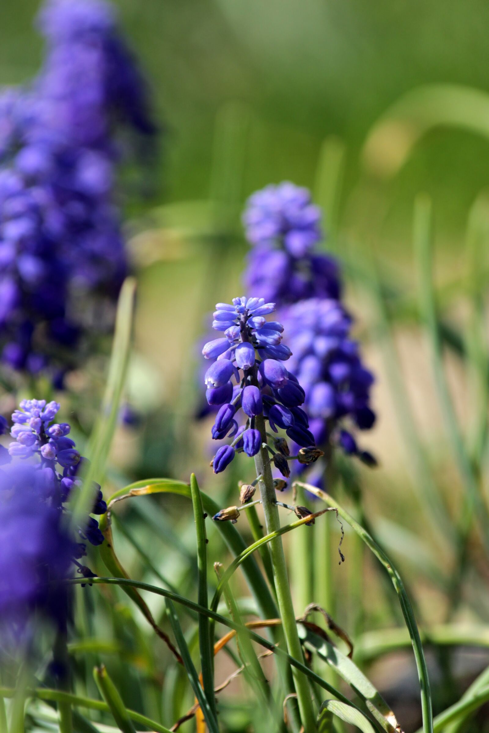 Canon EOS 650D (EOS Rebel T4i / EOS Kiss X6i) sample photo. Hyacinth mouse, muscari, flower photography