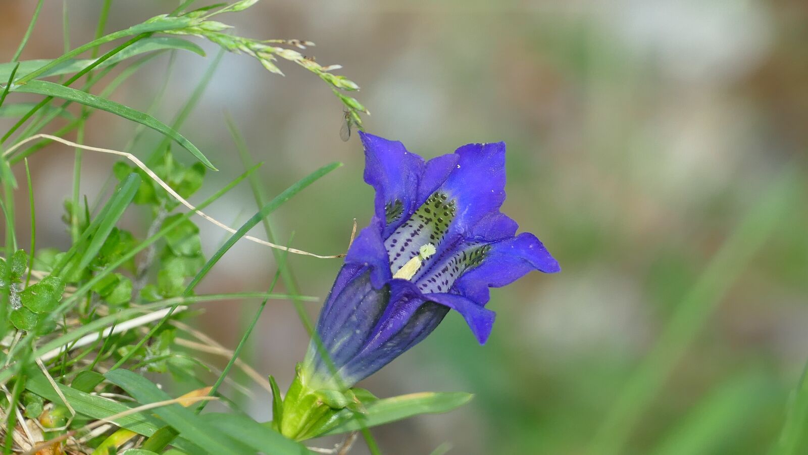 Panasonic Lumix DMC-FZ1000 sample photo. South tyrol, vacations, gentian photography
