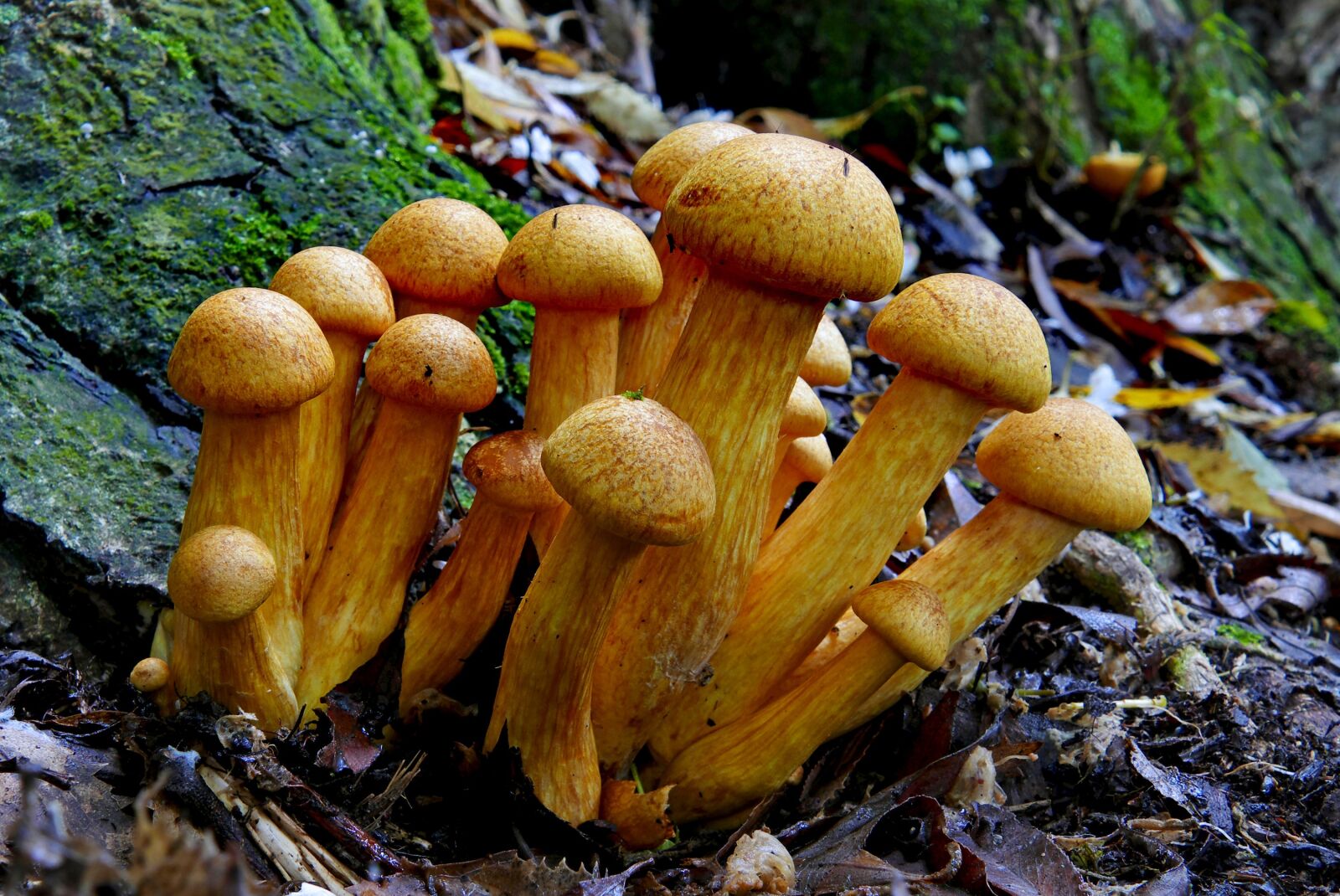 Panasonic Lumix DMC-FZ1000 sample photo. Mushroom, close up, fungus photography