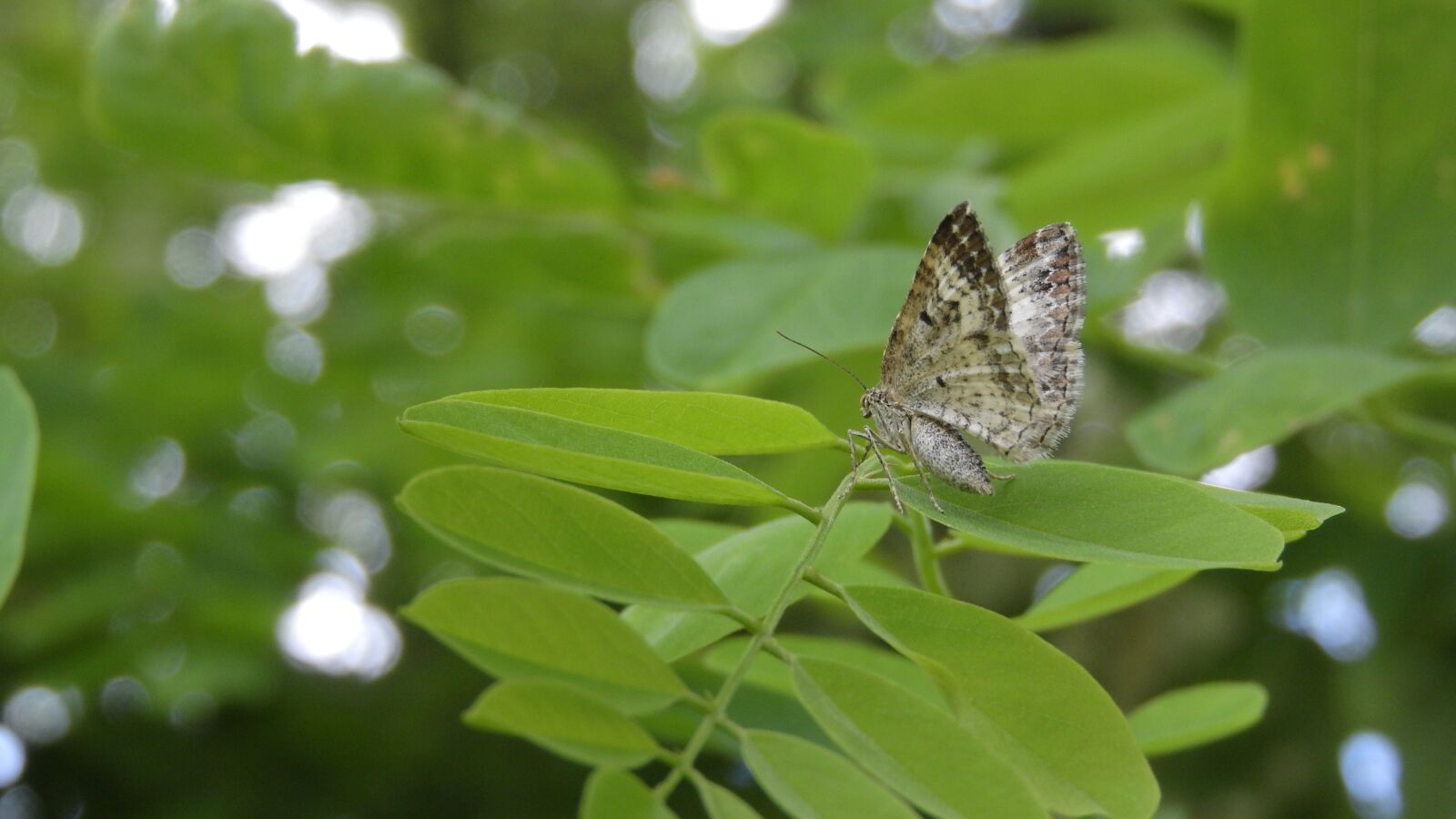 Nikon Coolpix P610 sample photo. Butterfly, inchworm, on the photography