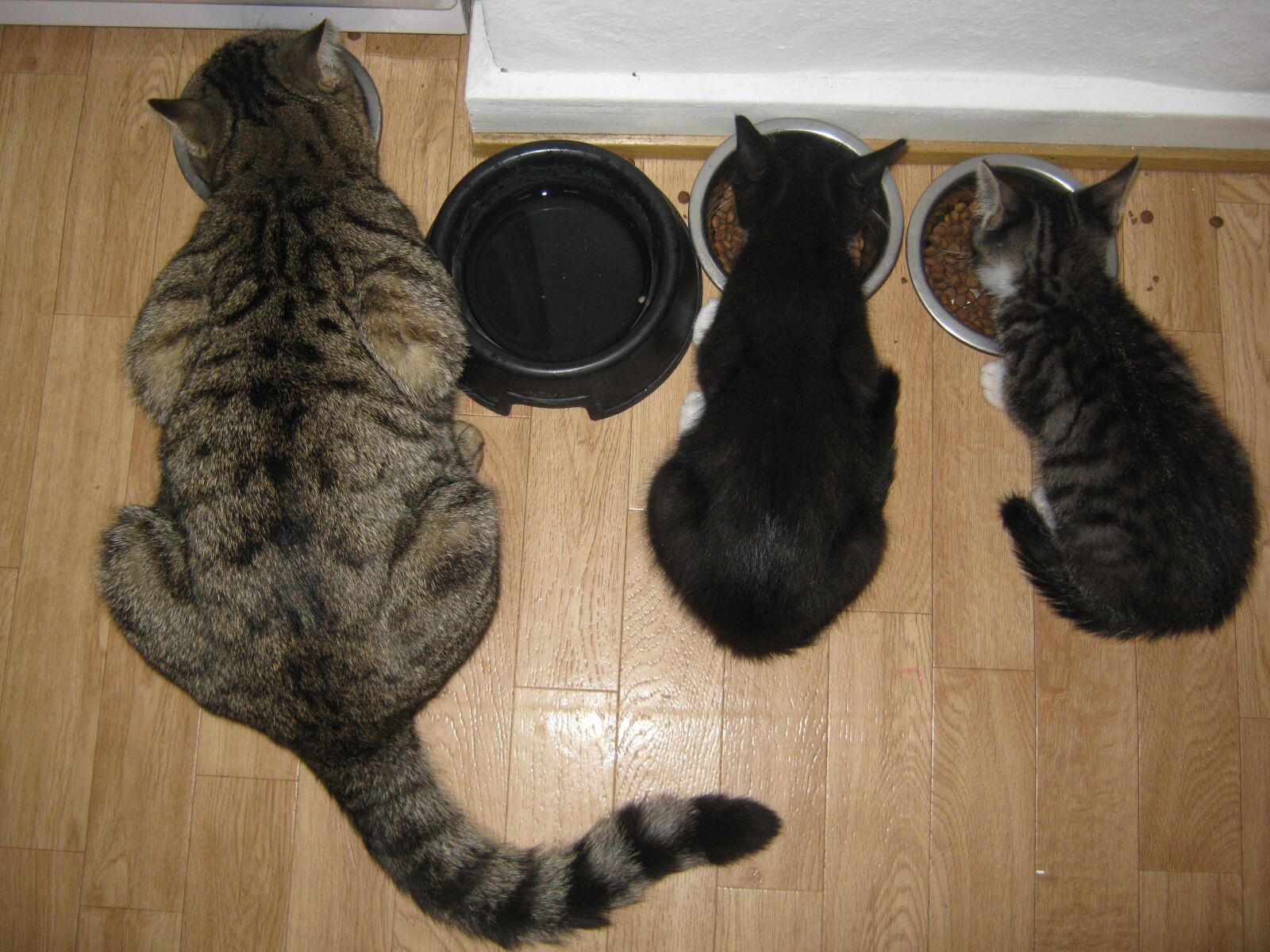 Canon PowerShot A480 sample photo. Cat, kitten, pets photography