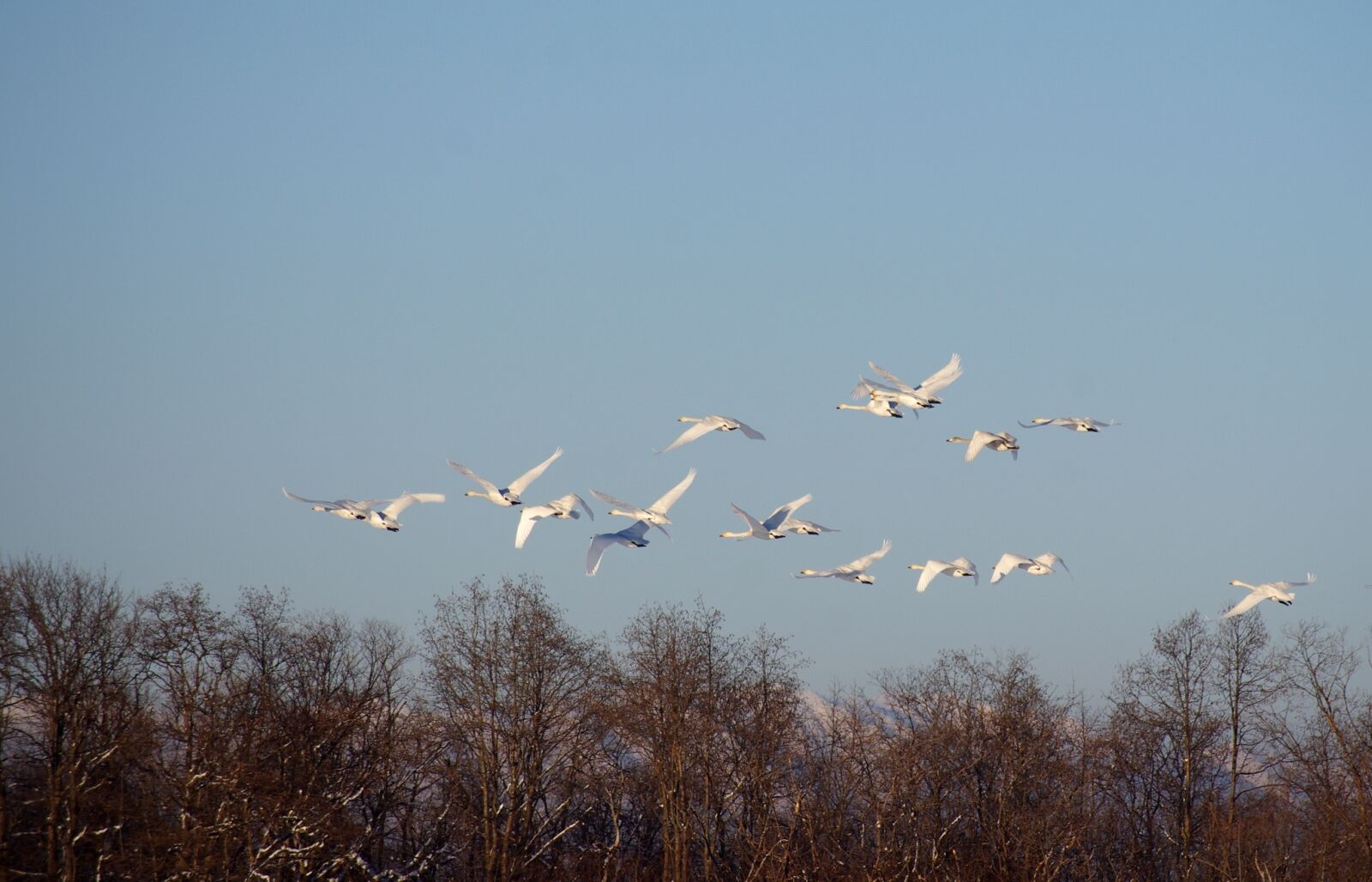 Pentax K-5 sample photo. The wild swans, the photography
