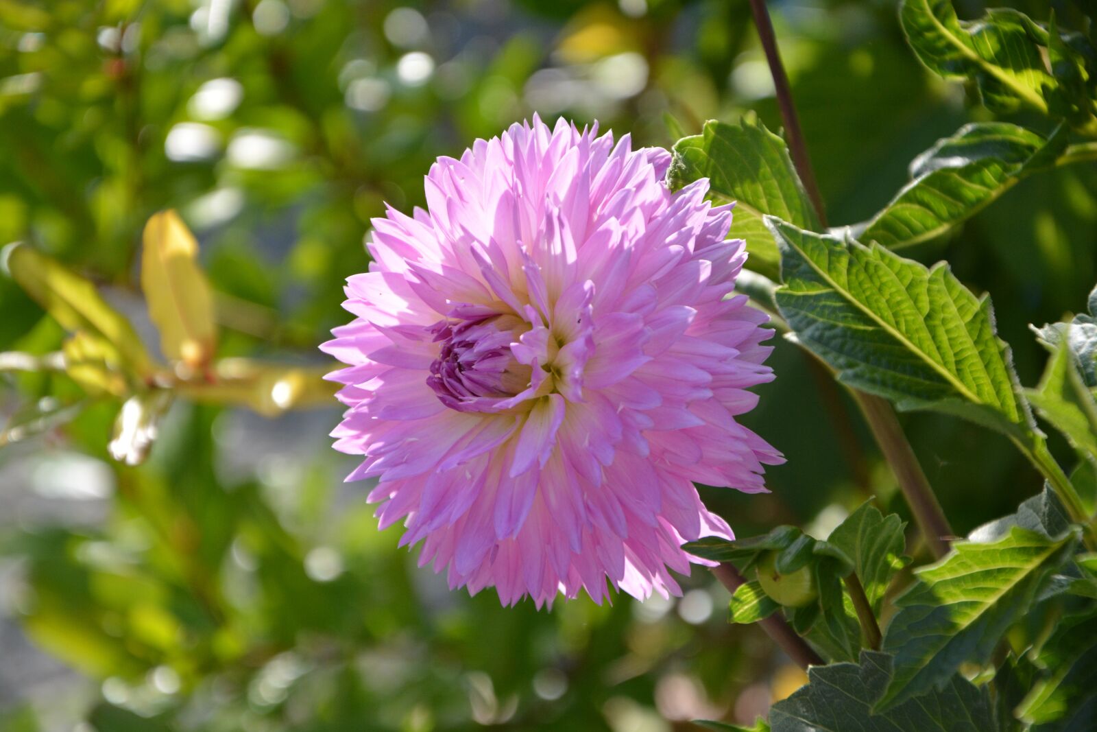 Nikon D5200 sample photo. Flower, dahlia, pink parma photography