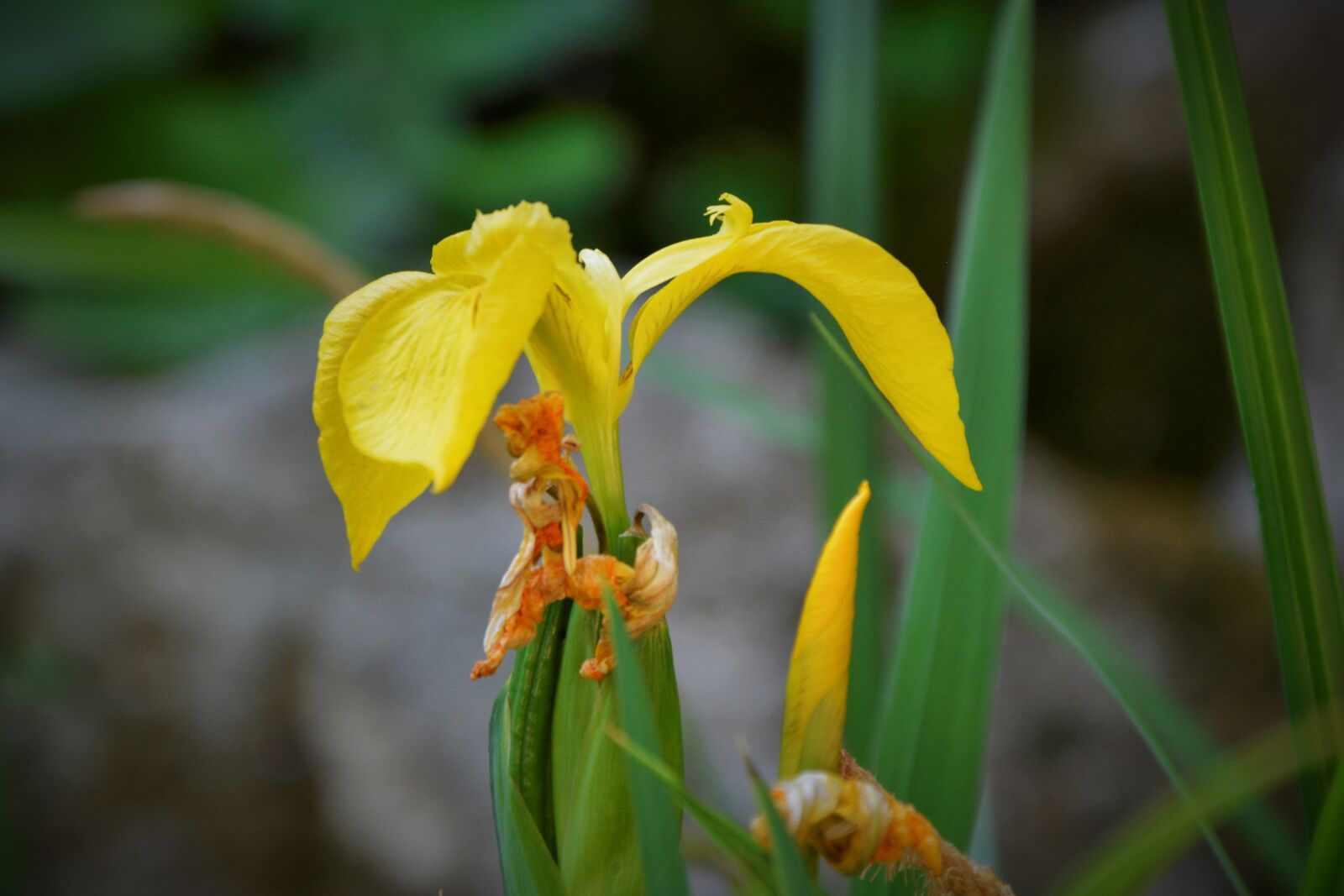 Nikon D5200 sample photo. Flowers, flower, nature photography