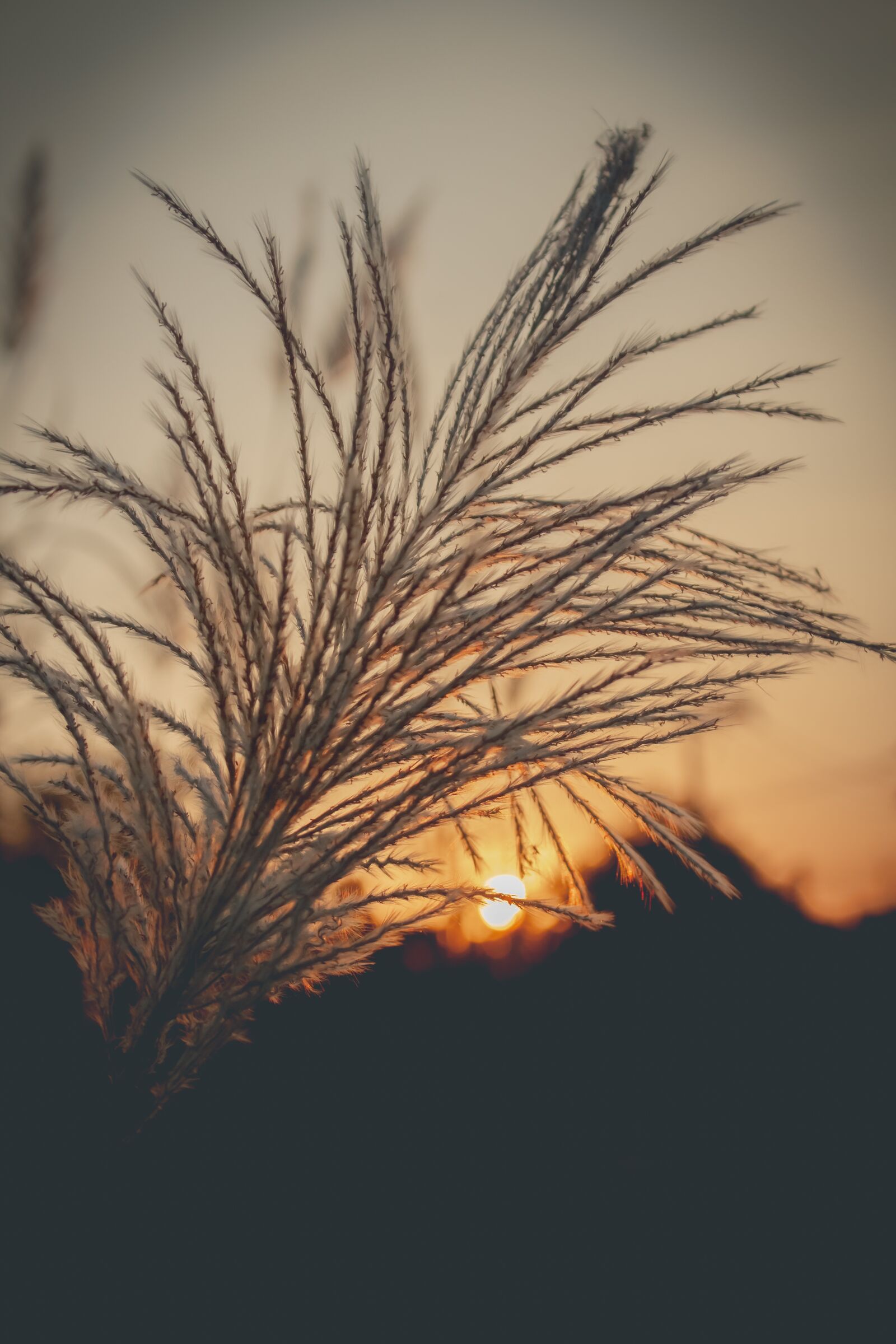 Canon EOS 700D (EOS Rebel T5i / EOS Kiss X7i) sample photo. Sky, west, grass photography