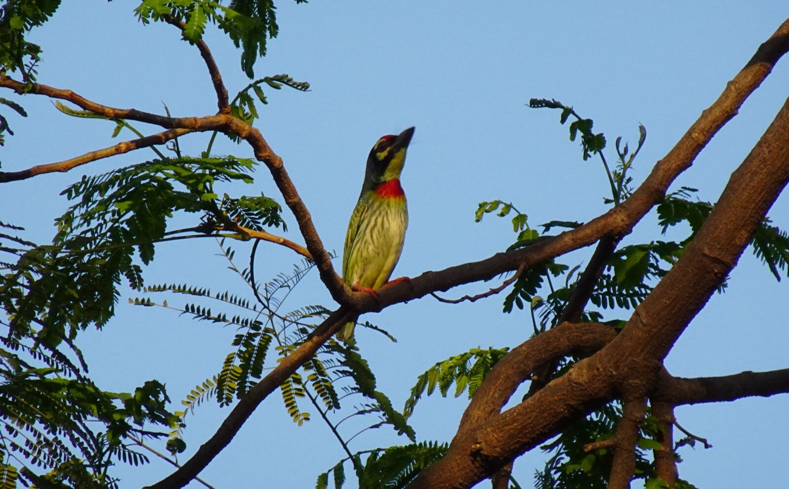 Sony DSC-WX800 sample photo. Bird, coppersmith, barbet photography