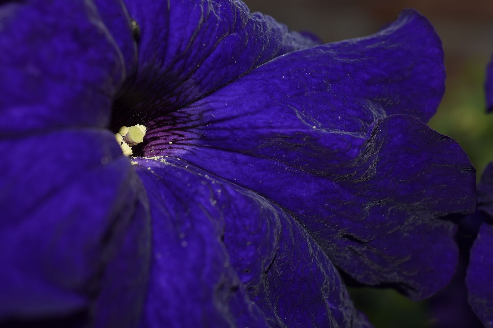 Nikon D3300 sample photo. Flower, nature, bloom photography
