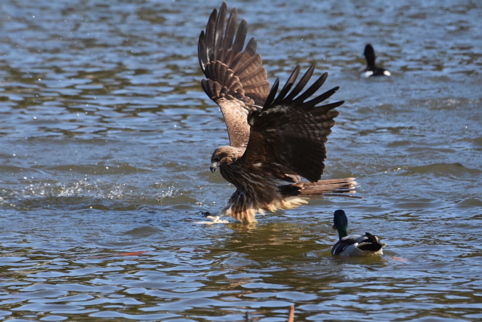 Nikon D7200 sample photo. Animal, lake, bird photography