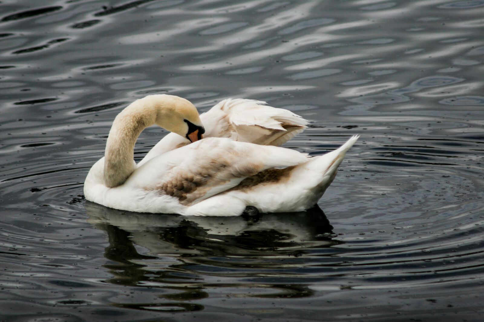 Canon EOS 20D sample photo. Swan, lake, swimming photography