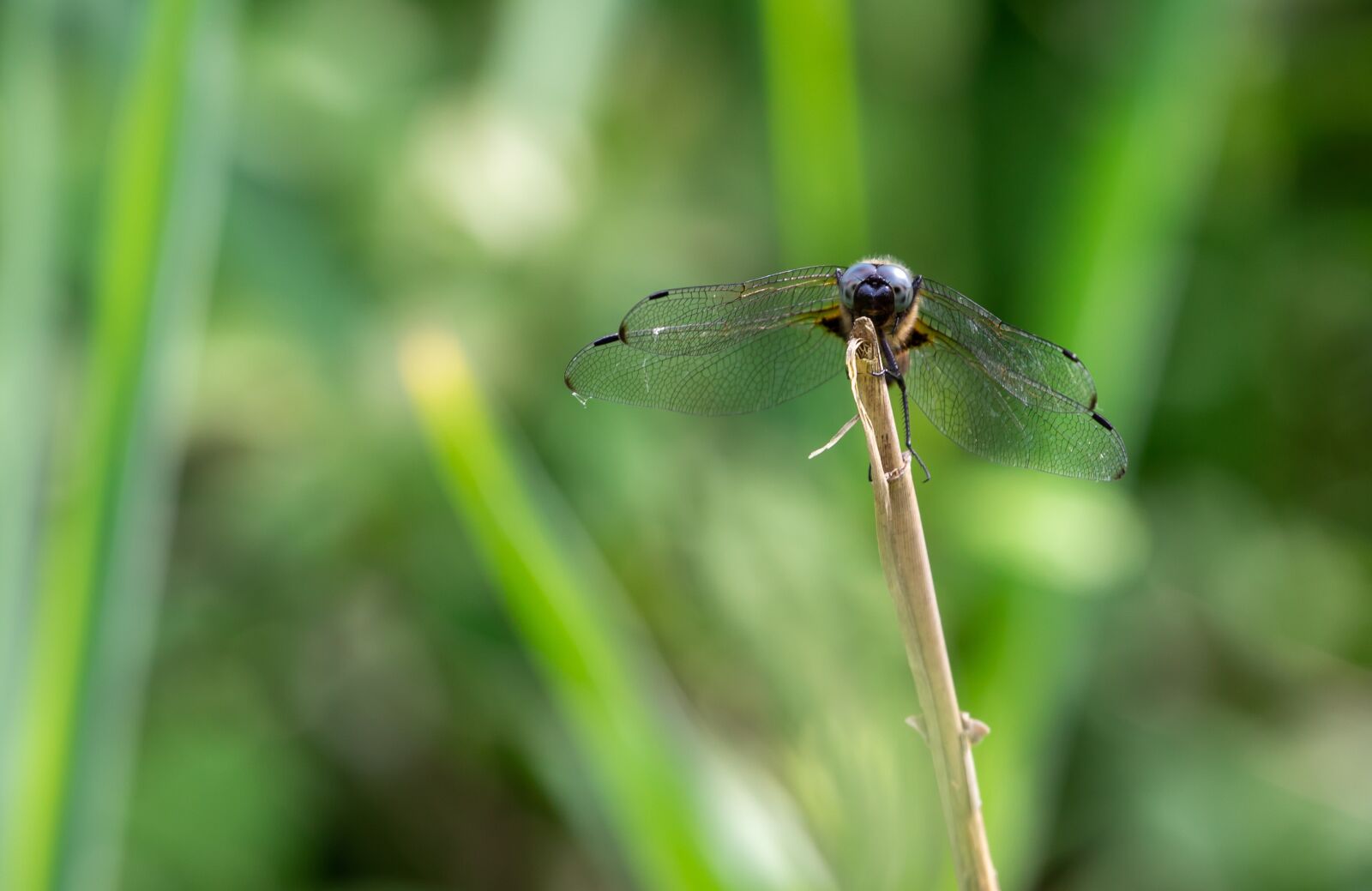 Canon EF 70-200mm F4L USM sample photo. Dragonfly, lake, savoie photography