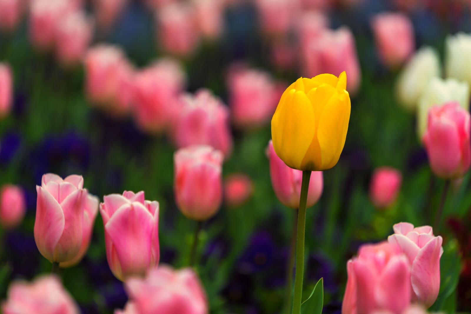 Sony a7 II + Sony FE 70-200mm F4 G OSS sample photo. Nature, flower, background photography