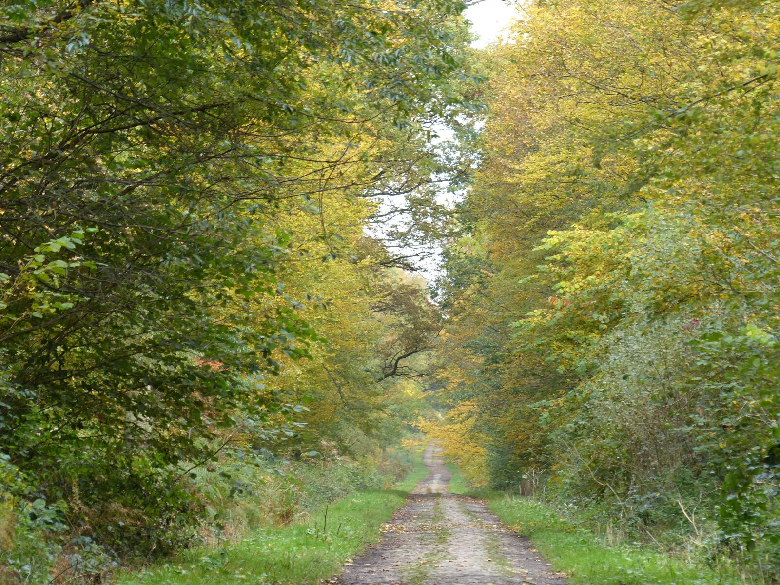 Panasonic Lumix DMC-FZ200 sample photo. Forest, path, fall photography