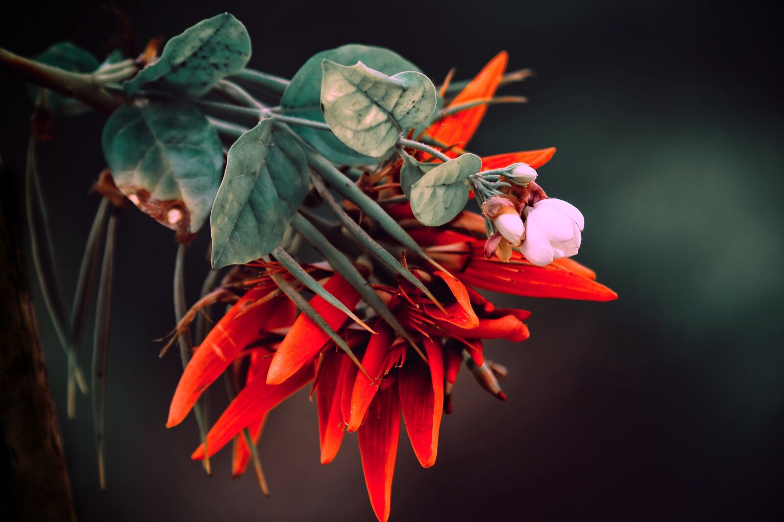 Nikon D5100 sample photo. Red, flower, zoom background photography