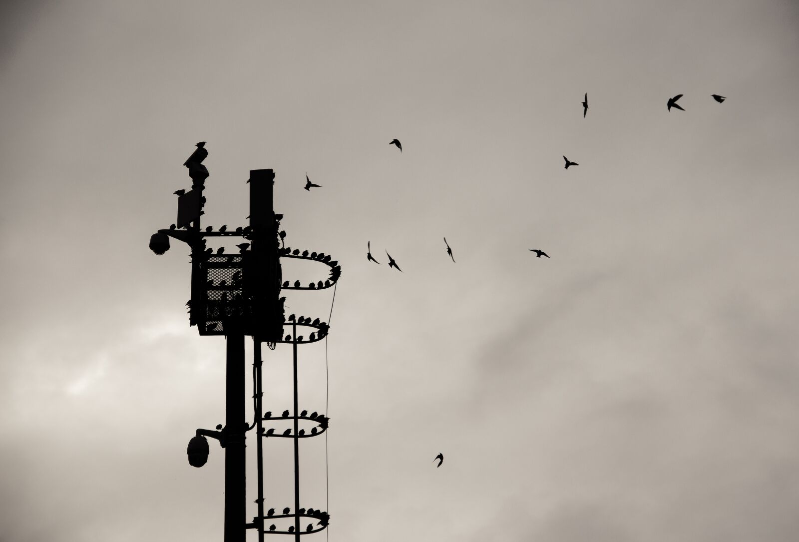 Canon EOS 650D (EOS Rebel T4i / EOS Kiss X6i) sample photo. Bird, nature, black photography