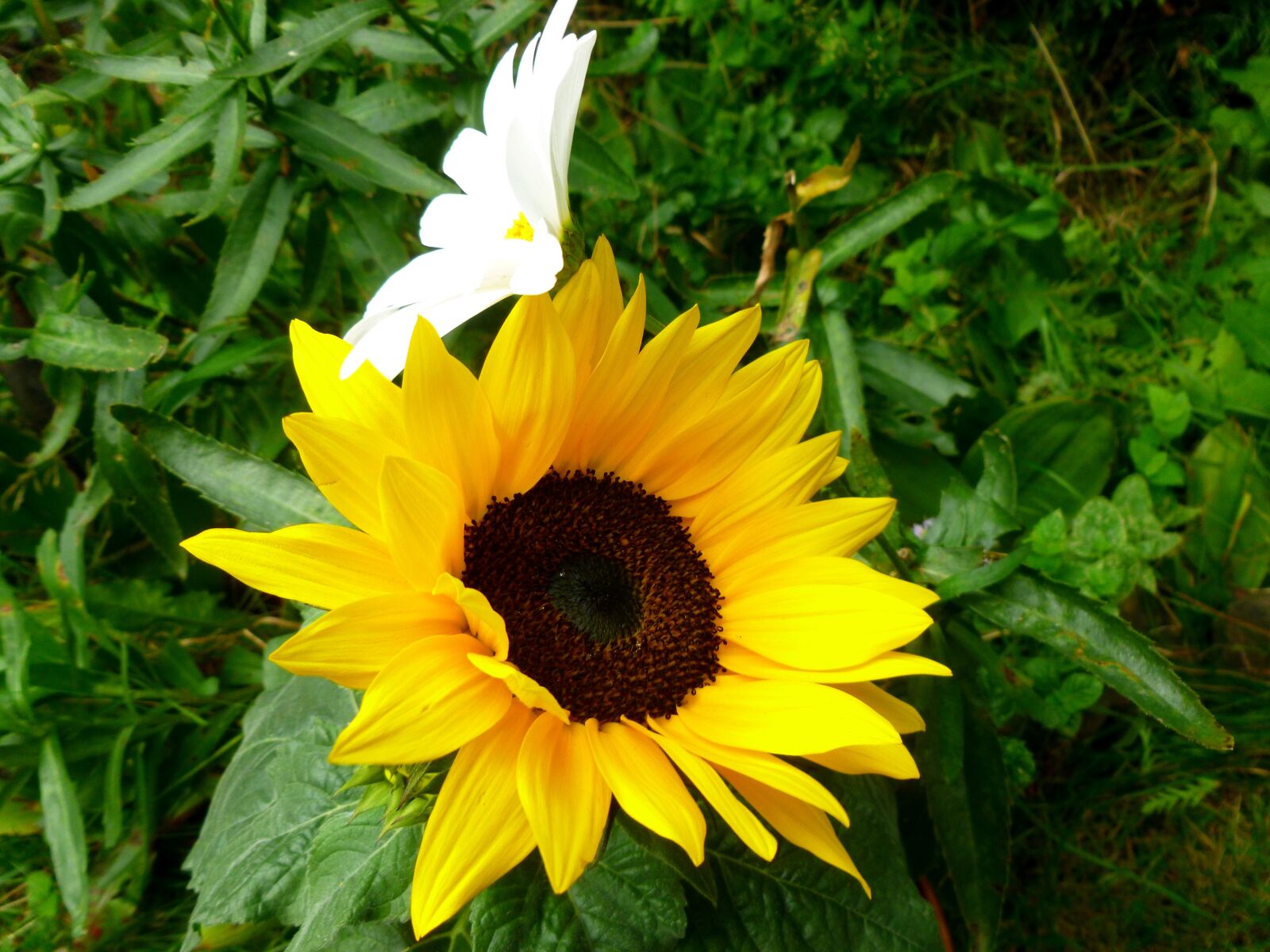 Panasonic DMC-FS37 sample photo. Sunflower, marguerite, flowers photography