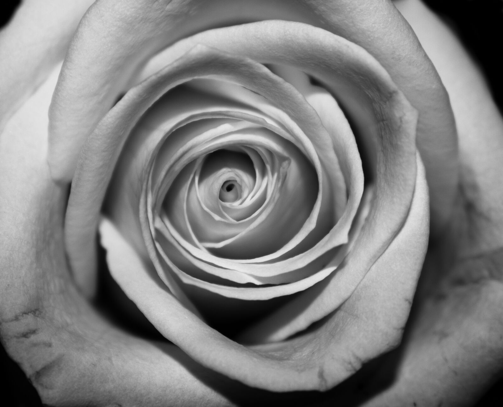 Nikon D3400 sample photo. Rose, closeup, black and photography