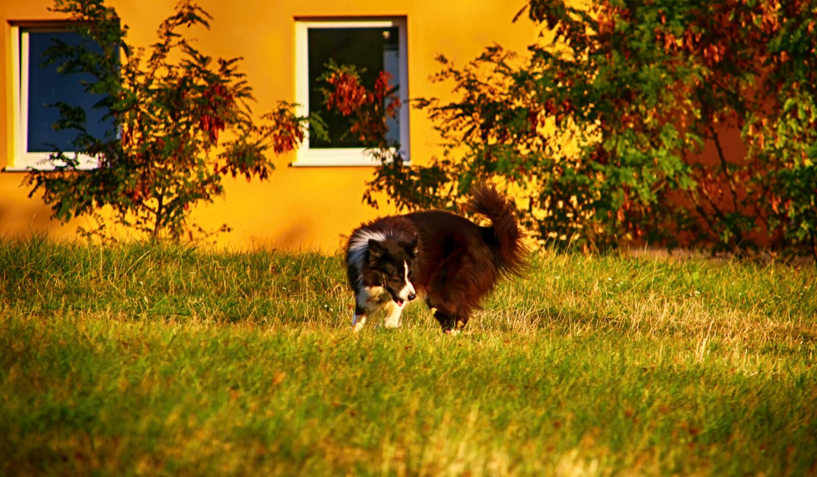 Canon EOS 1300D (EOS Rebel T6 / EOS Kiss X80) sample photo. Dog, grass, animal photography